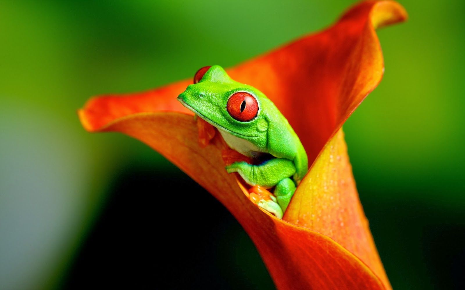 Red Eyed Tree Frog Wallpapers