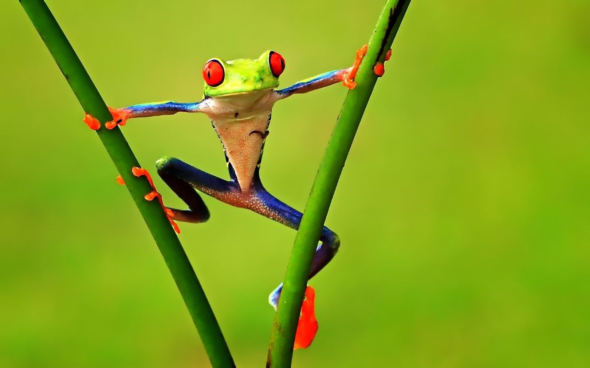 Red Eyed Tree Frog Wallpapers