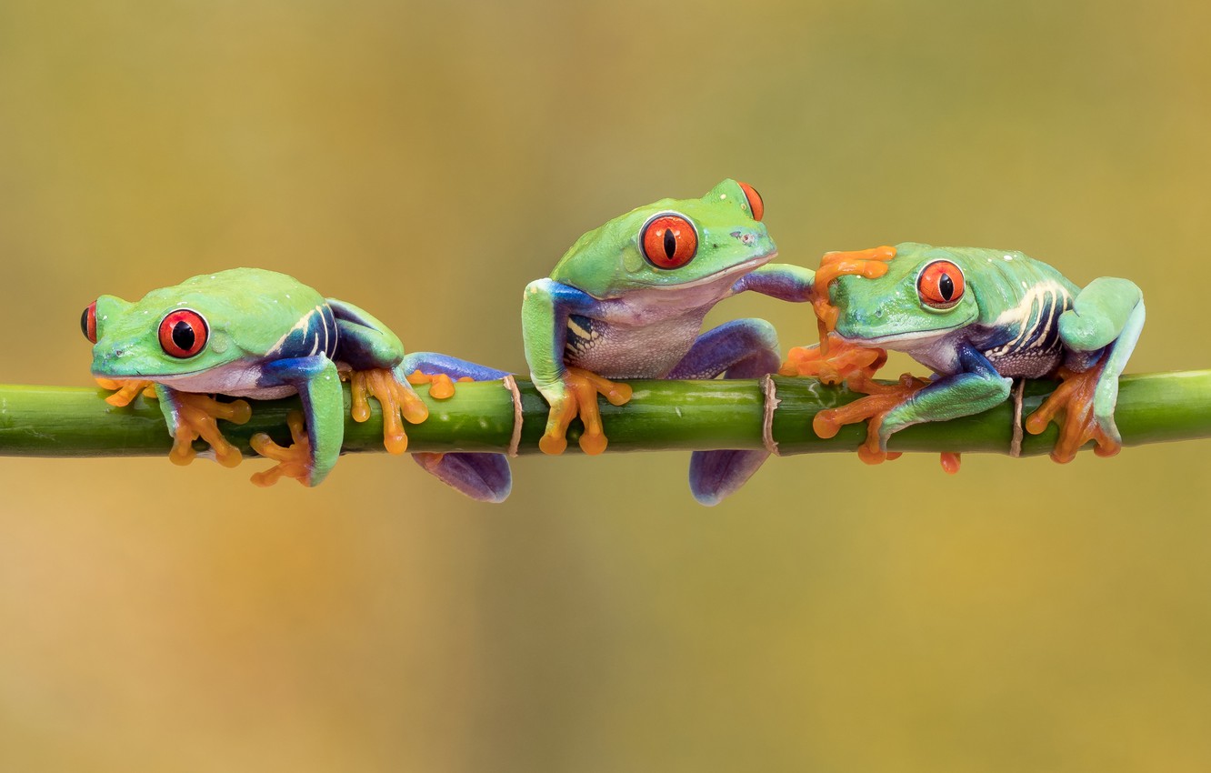 Red Eyed Tree Frog Wallpapers