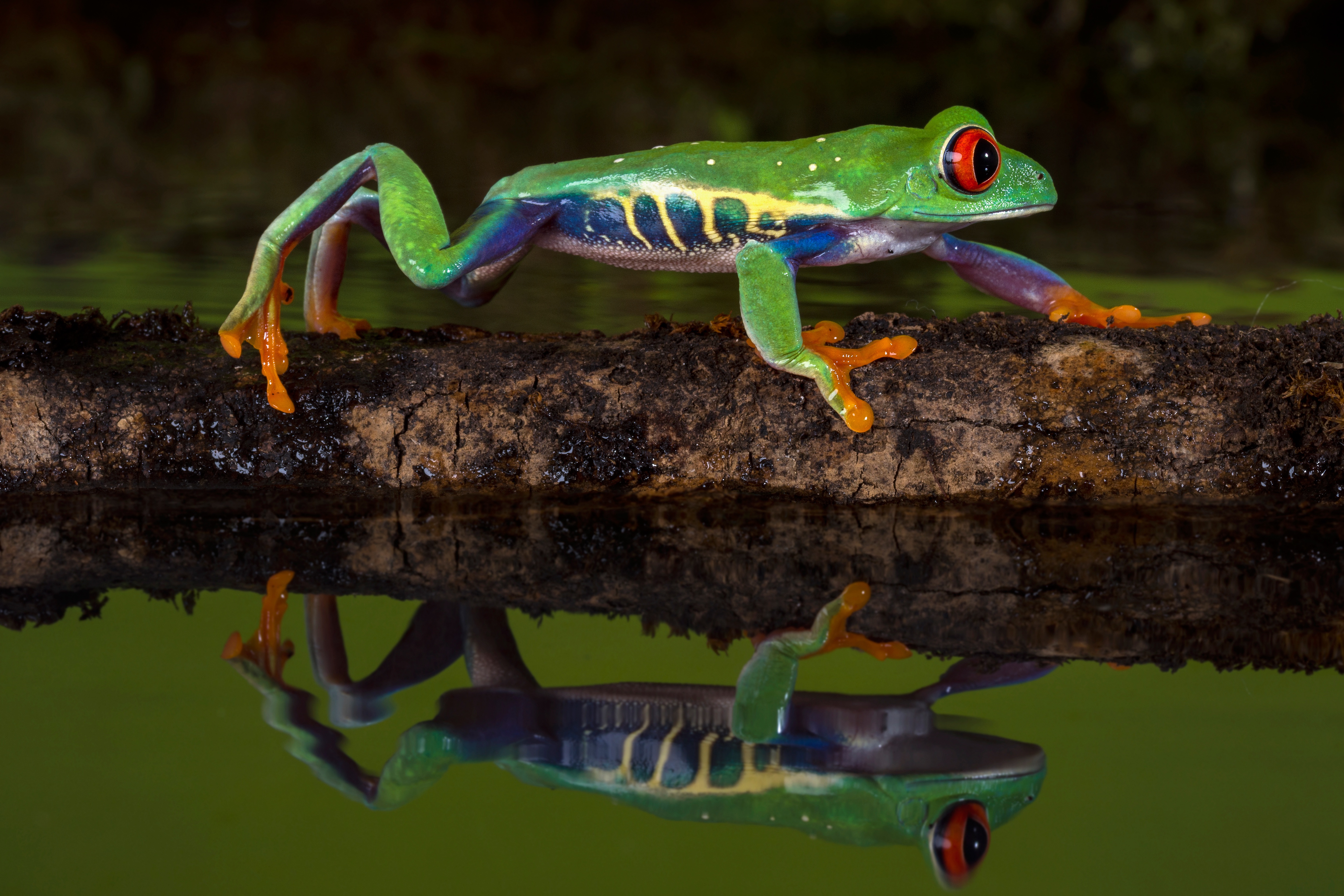 Red Eyed Tree Frog Wallpapers