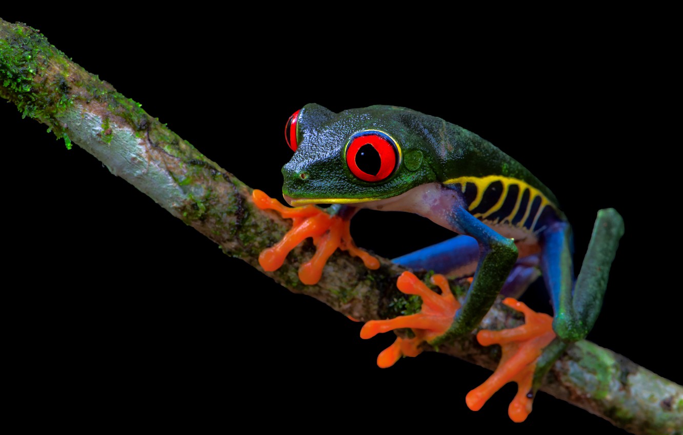 Red Eyed Tree Frog Wallpapers