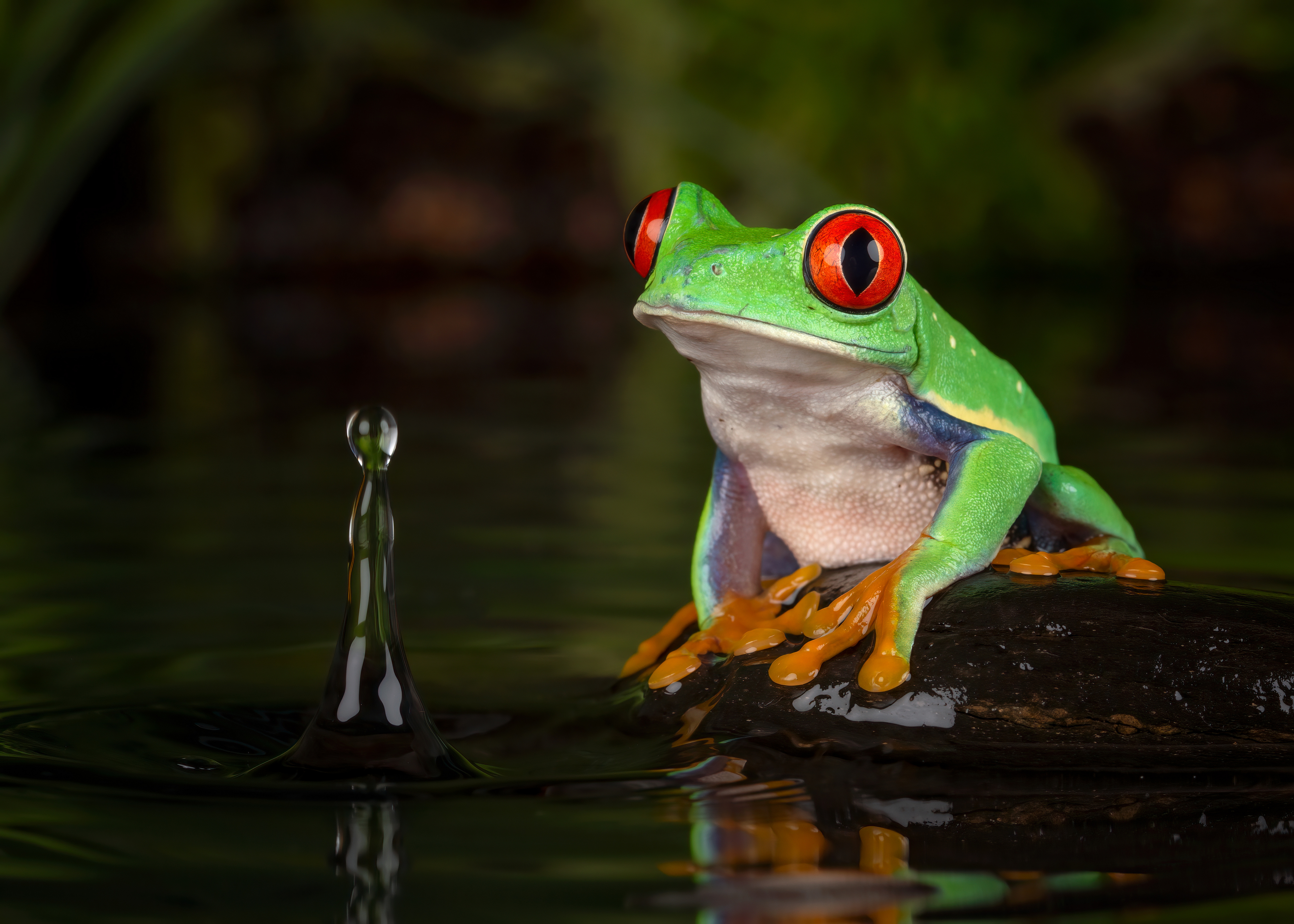 Red Eyed Tree Frog Wallpapers