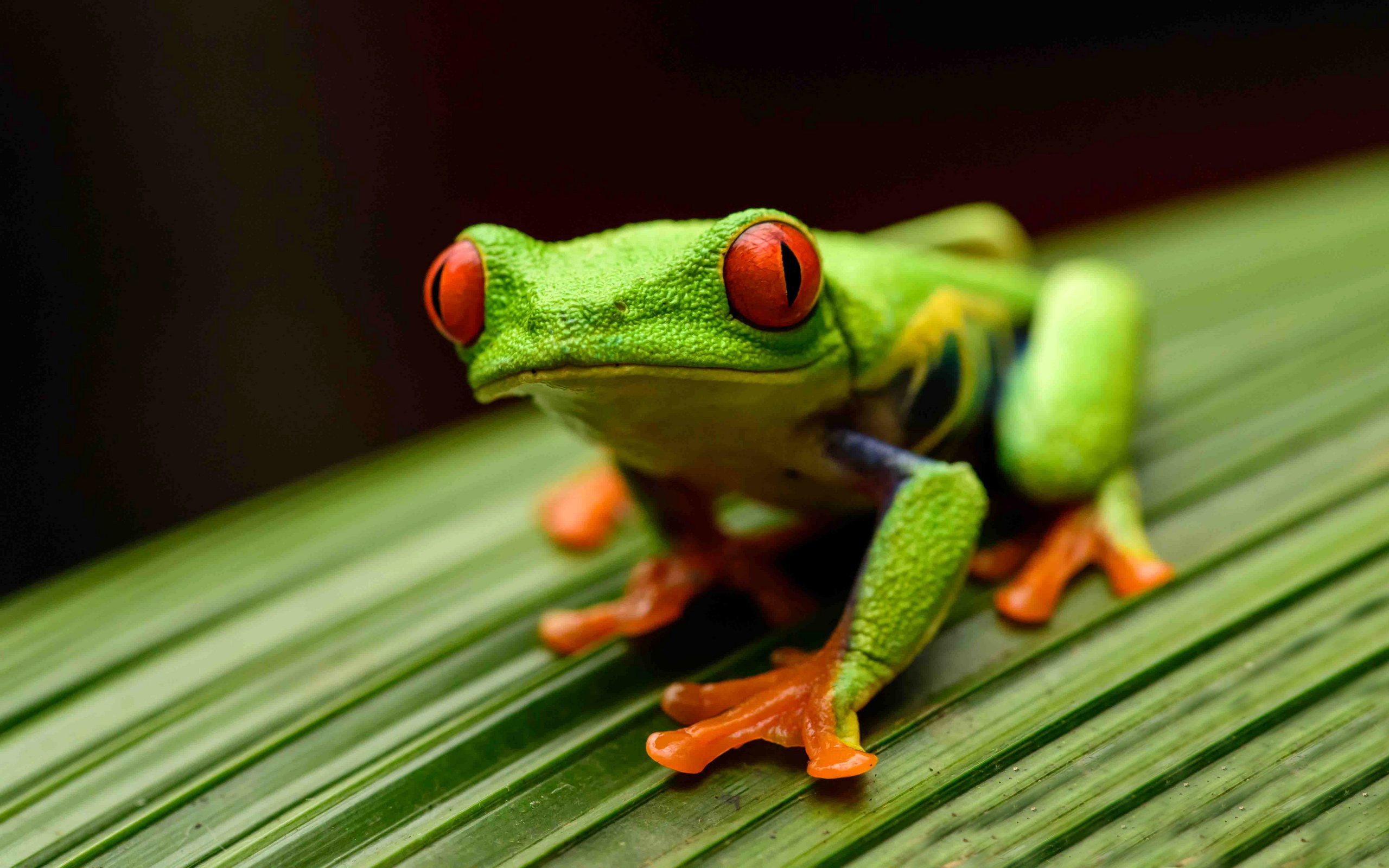 Red Eyed Tree Frog Wallpapers