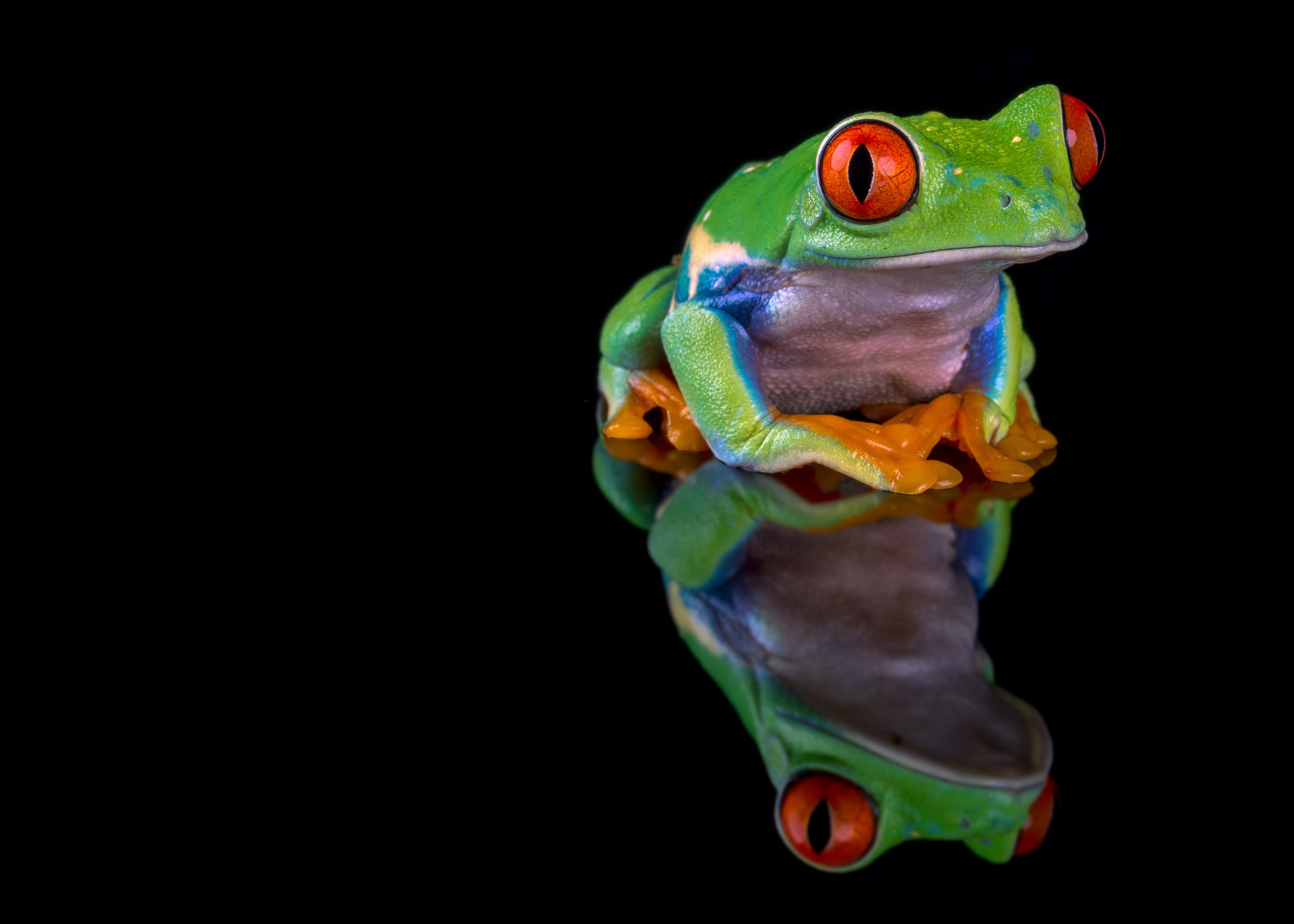 Red Eyed Tree Frog Wallpapers