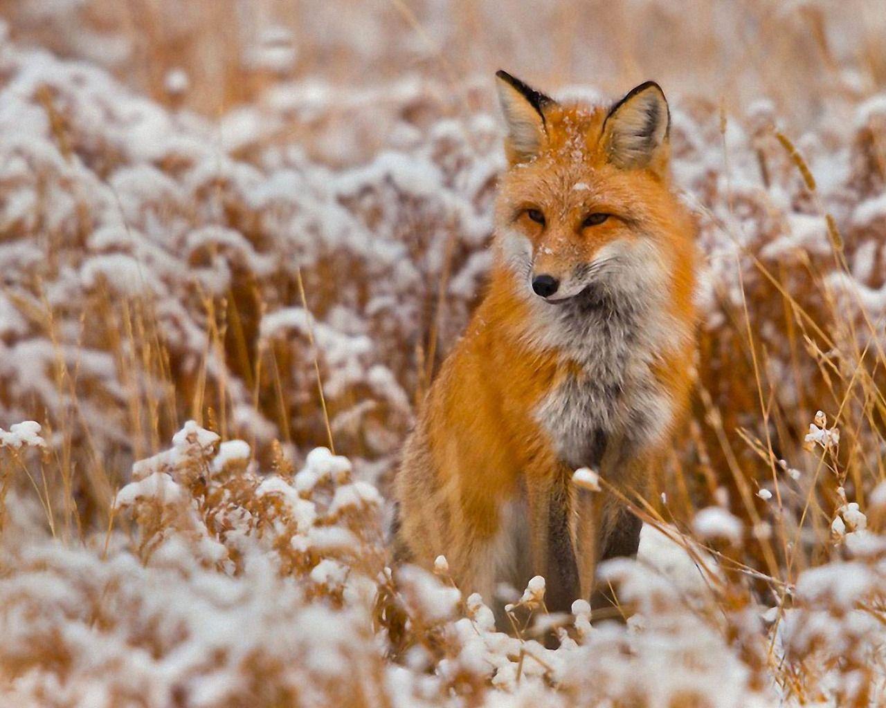 Red Fox Wallpapers