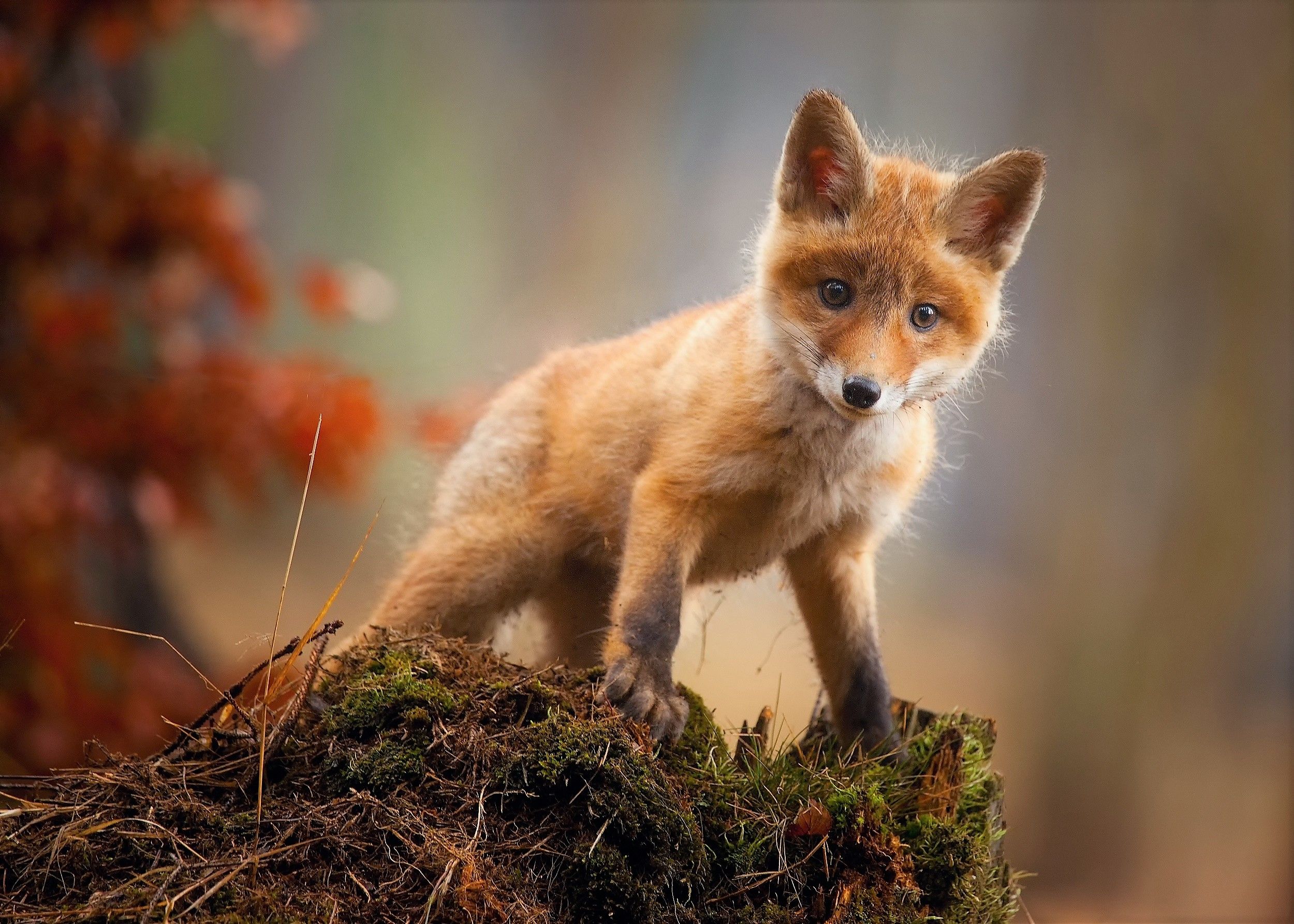 Red Fox Wallpapers