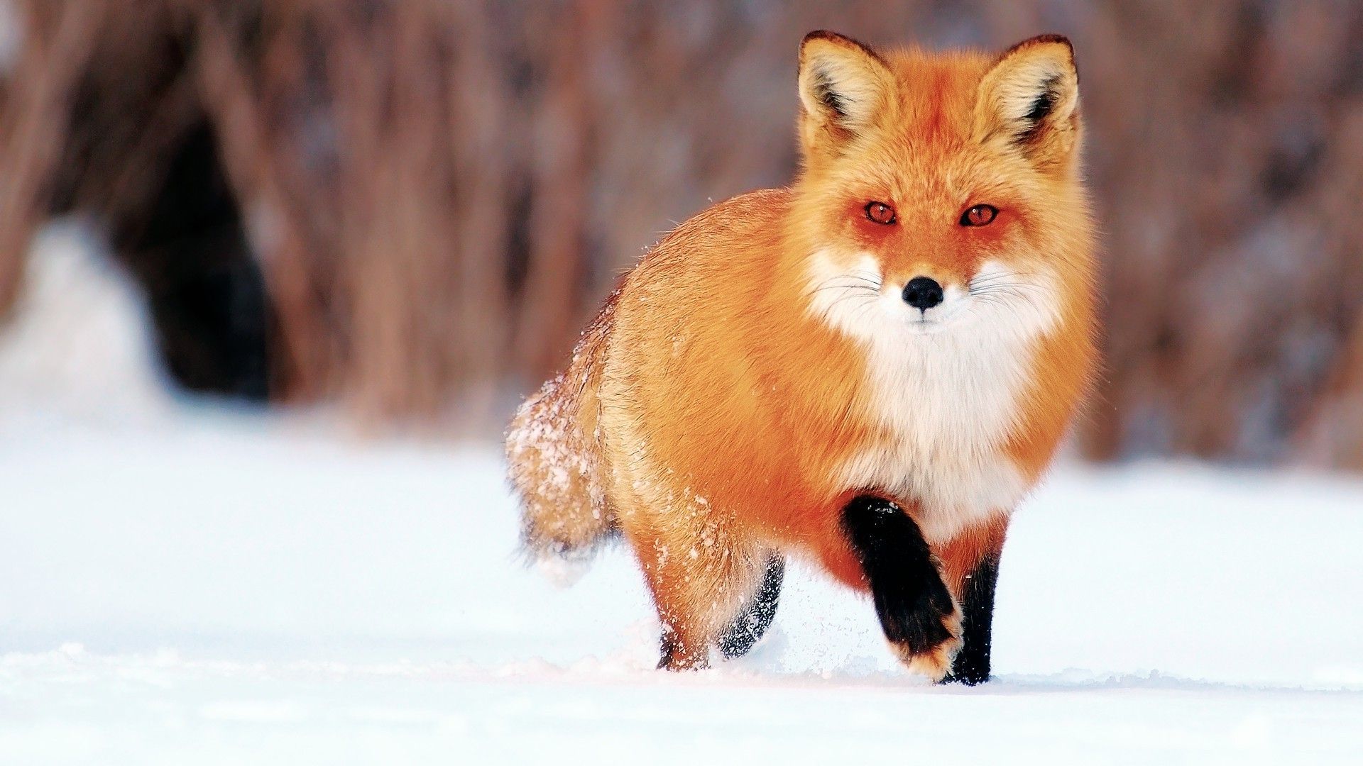 Red Fox Wallpapers