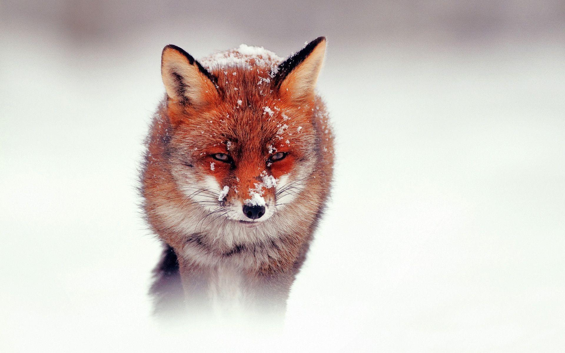 Red Fox Wallpapers