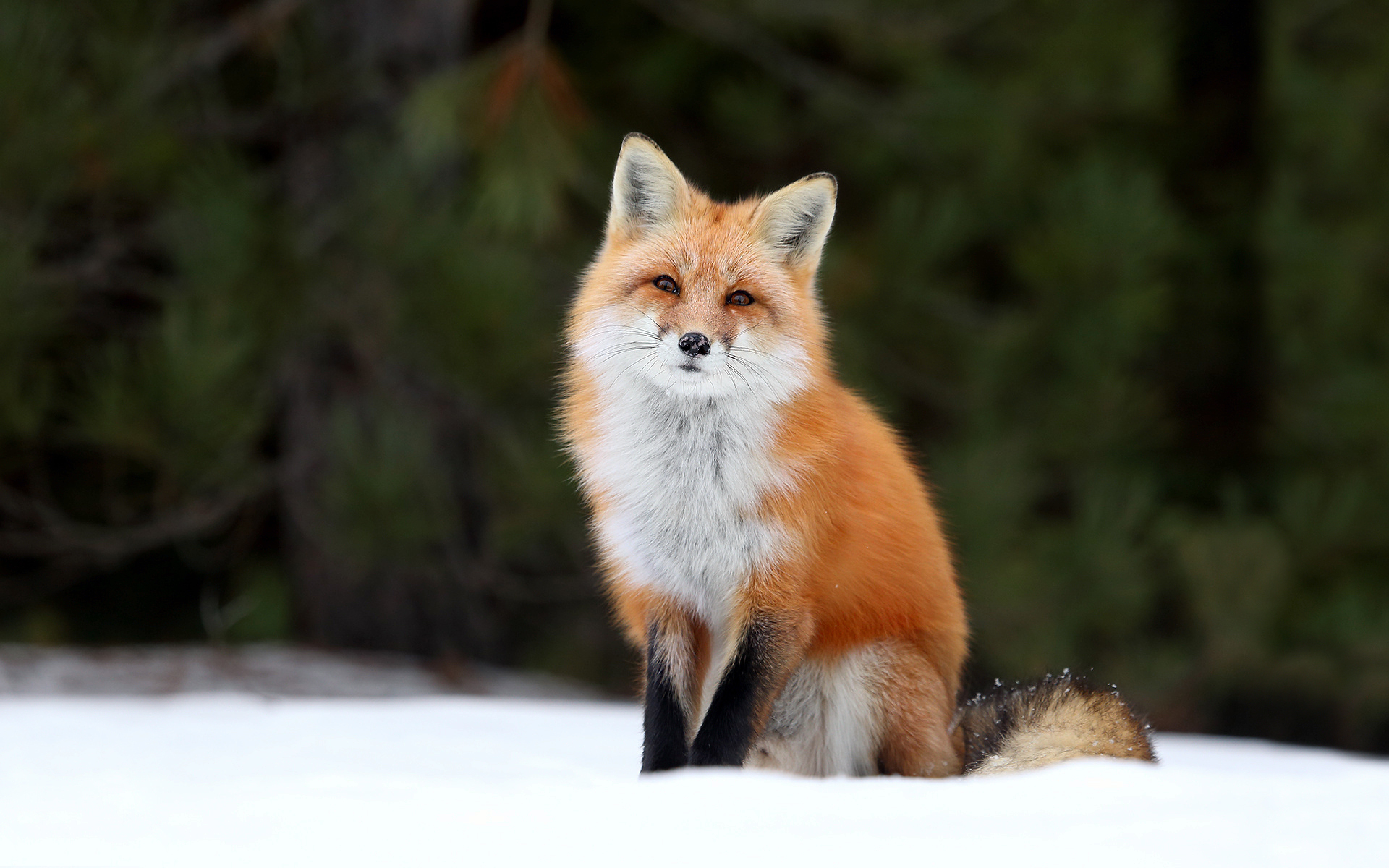 Red Fox Wallpapers