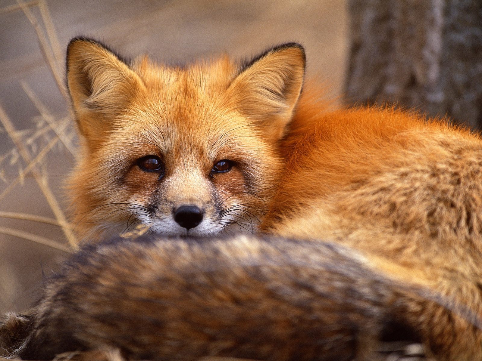 Red Fox Wallpapers