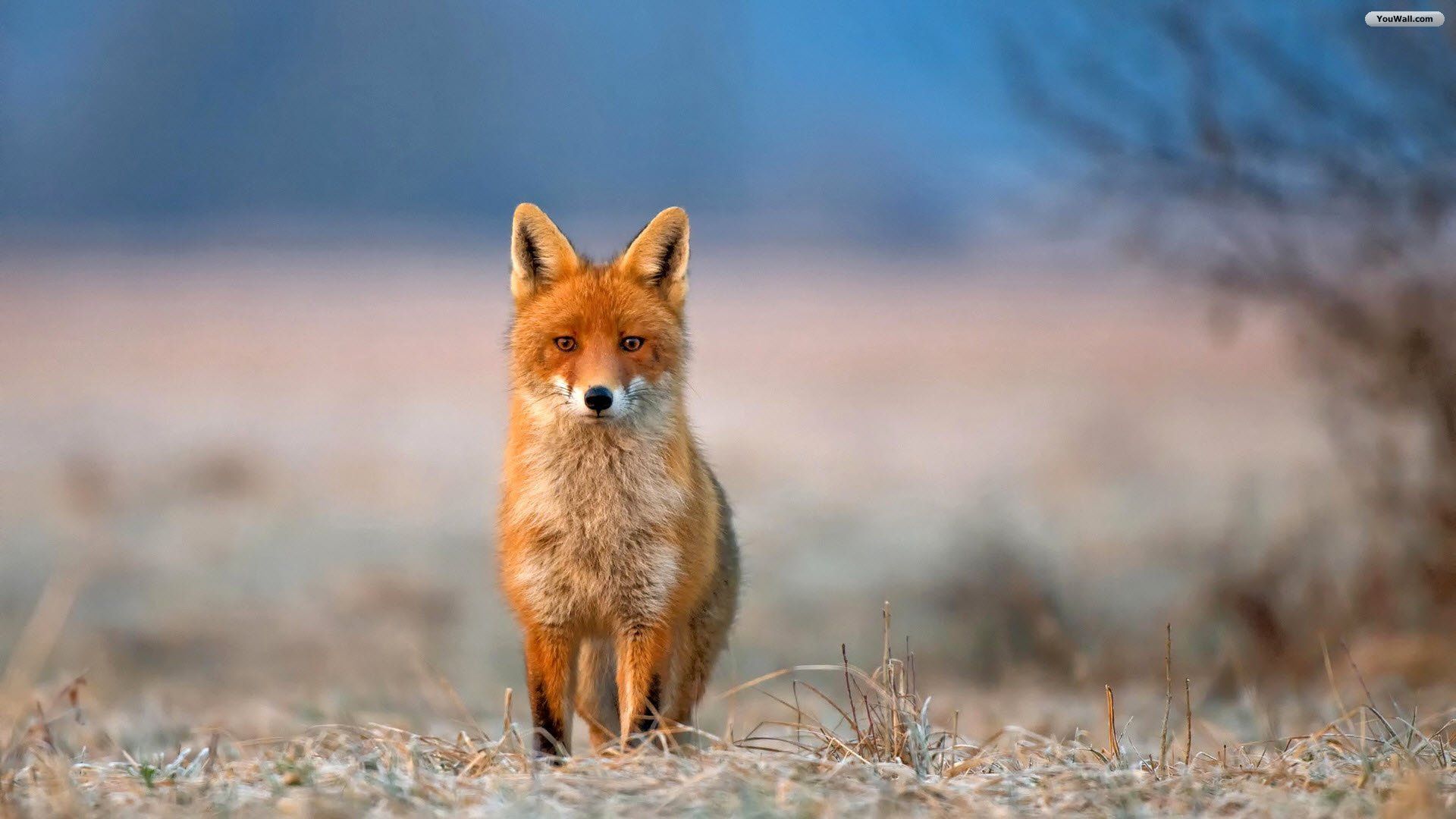 Red Fox Wallpapers