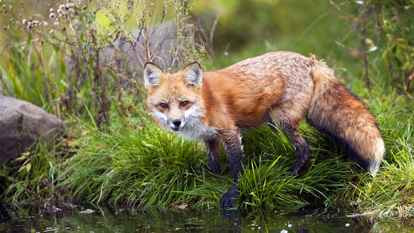 Red Fox Wallpapers