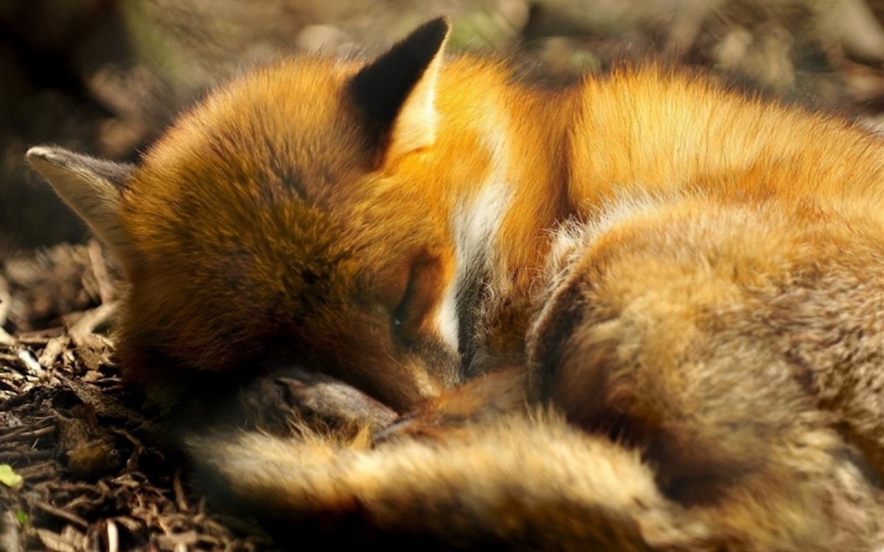 Red Fox Wallpapers