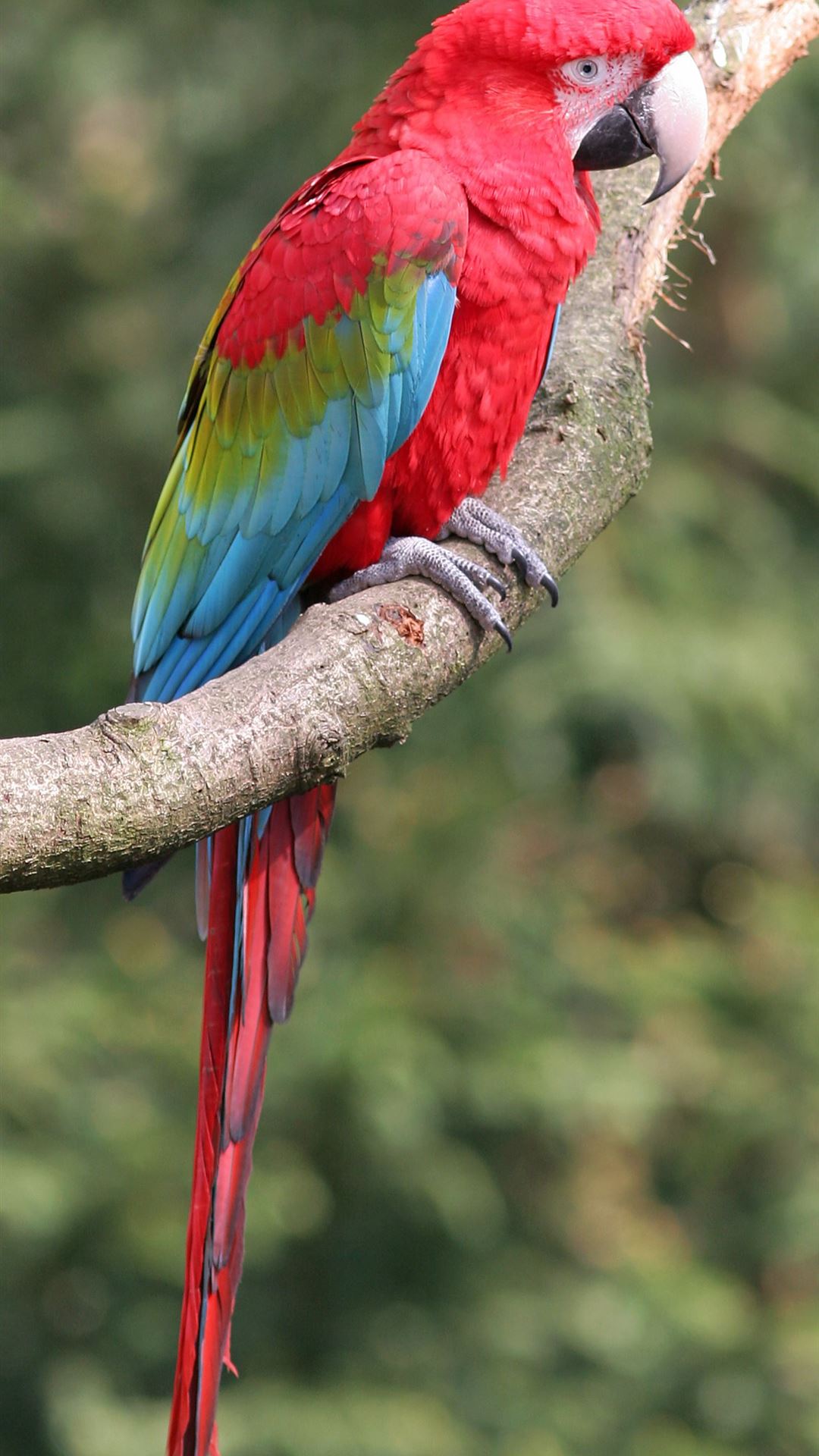 Red-And-Green Macaw Wallpapers