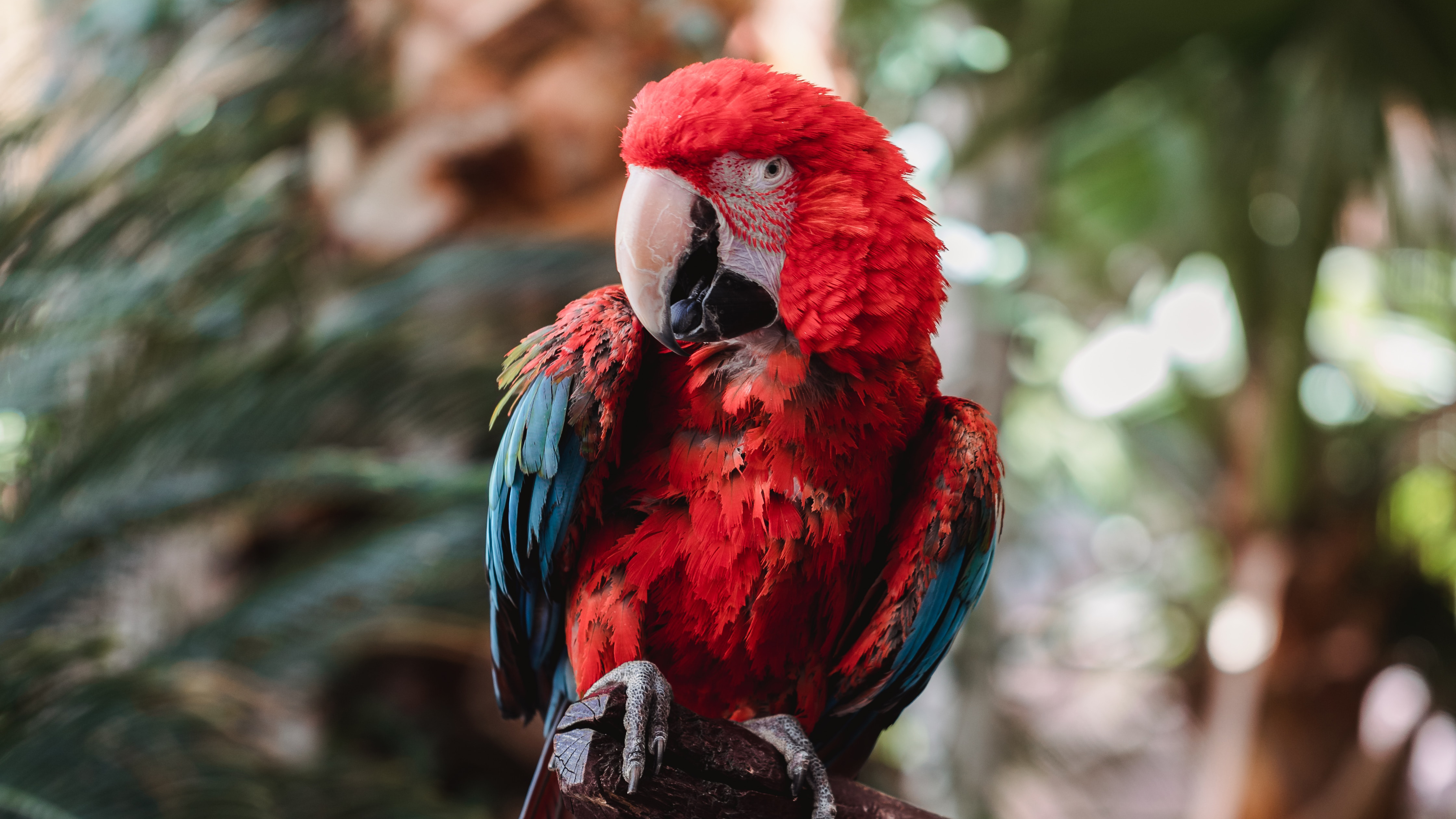 Red-And-Green Macaw Wallpapers