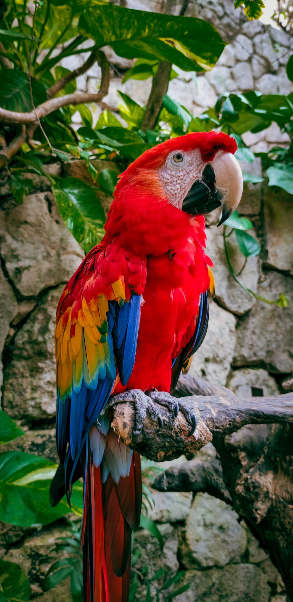 Red-And-Green Macaw Wallpapers