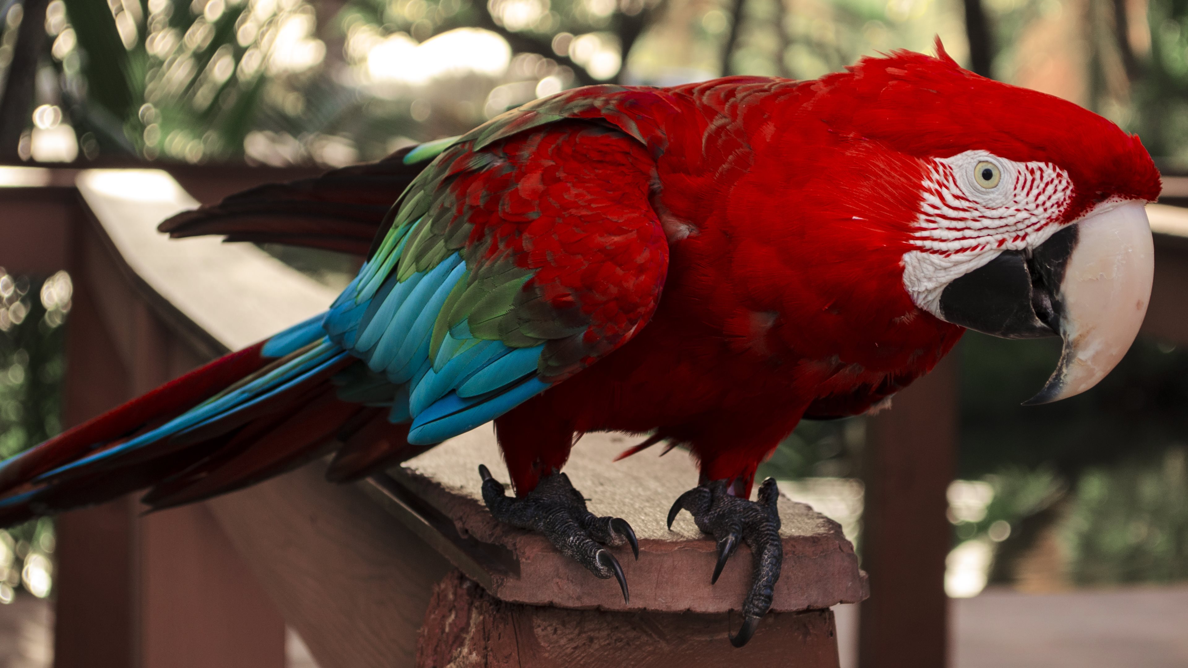 Red-And-Green Macaw Wallpapers