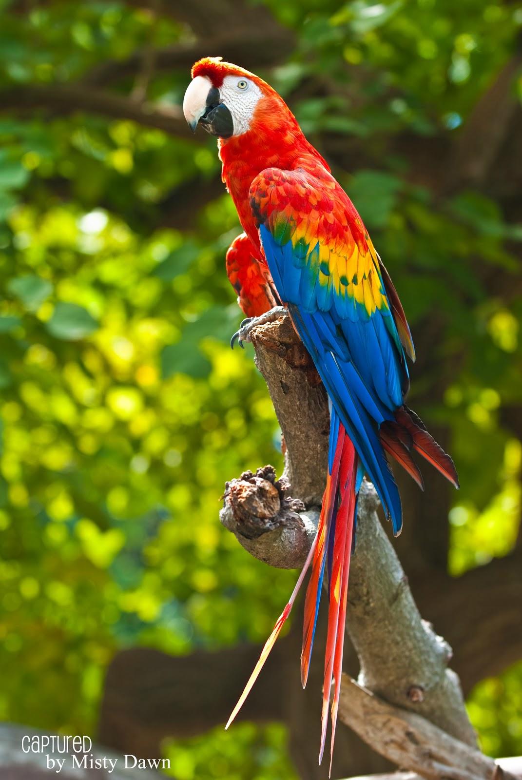 Red-And-Green Macaw Wallpapers