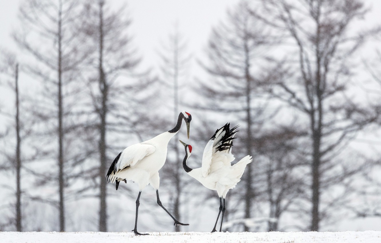 Red-Crowned Crane Wallpapers