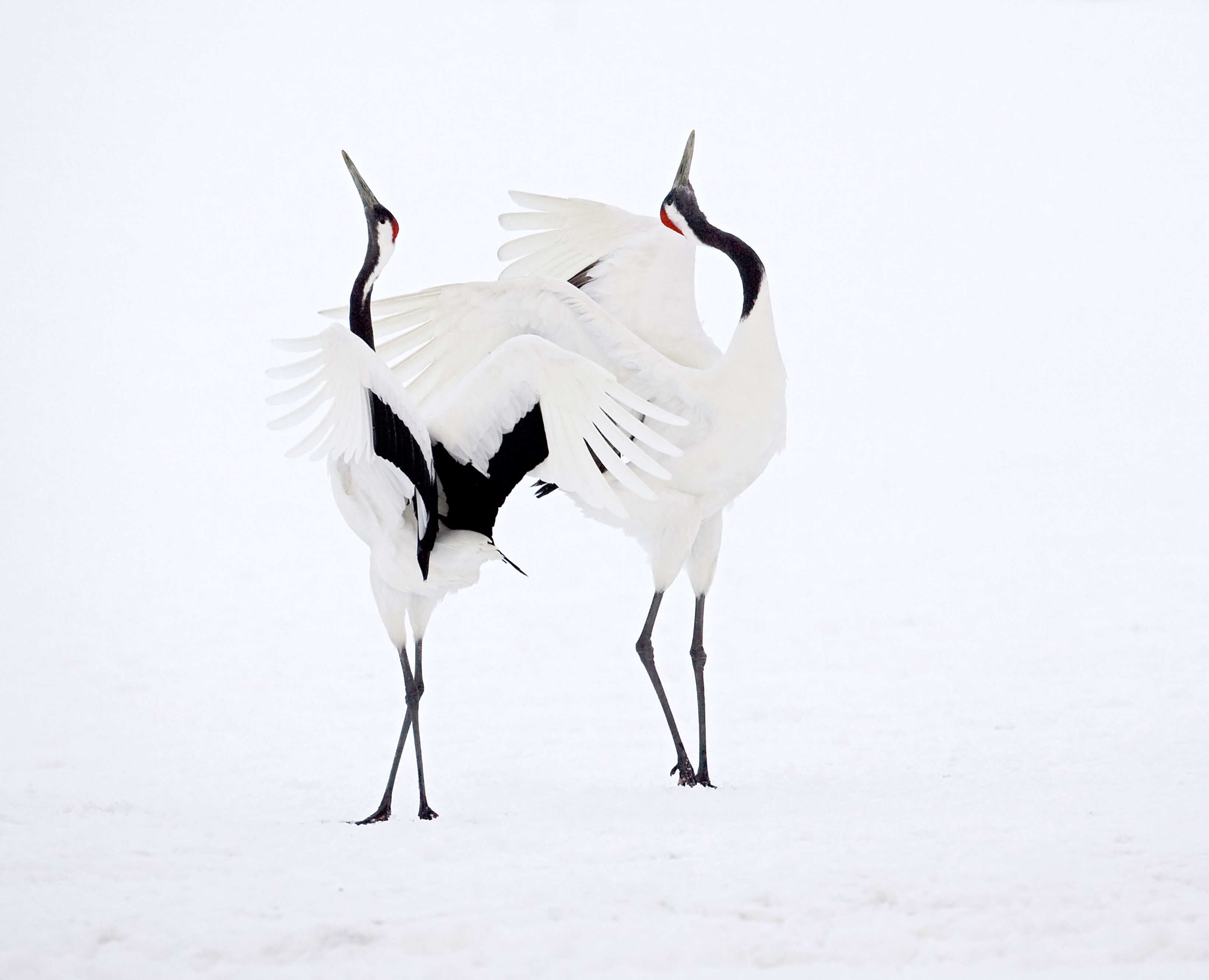 Red-Crowned Crane Wallpapers