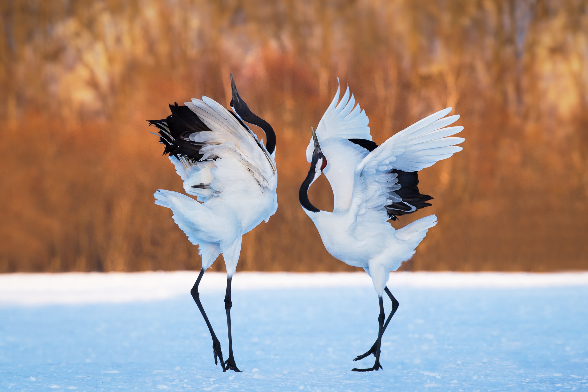 Red-Crowned Crane Wallpapers