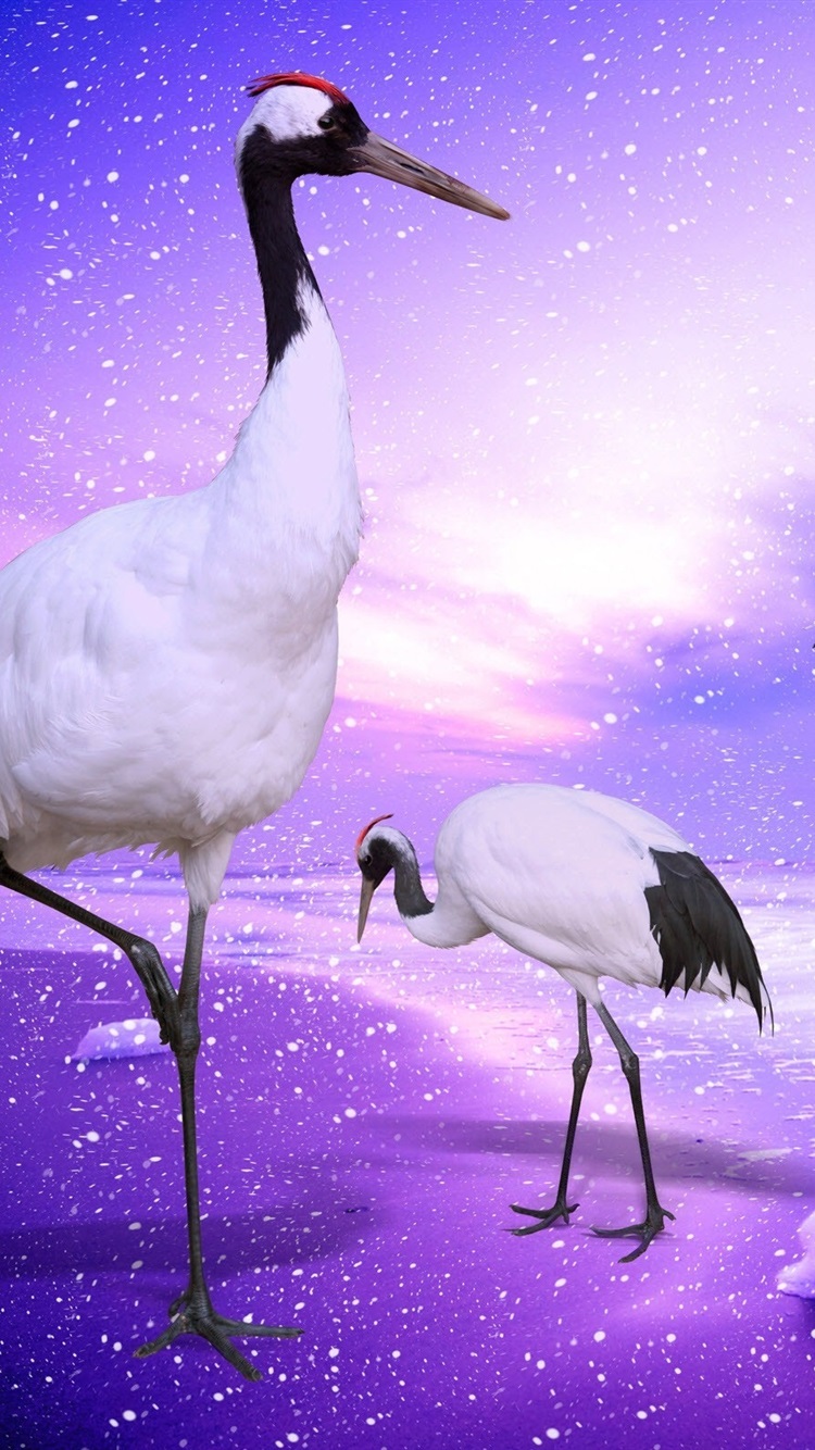 Red-Crowned Crane Wallpapers