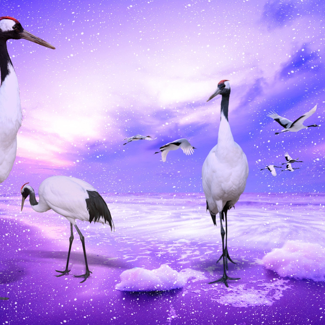 Red-Crowned Crane Wallpapers