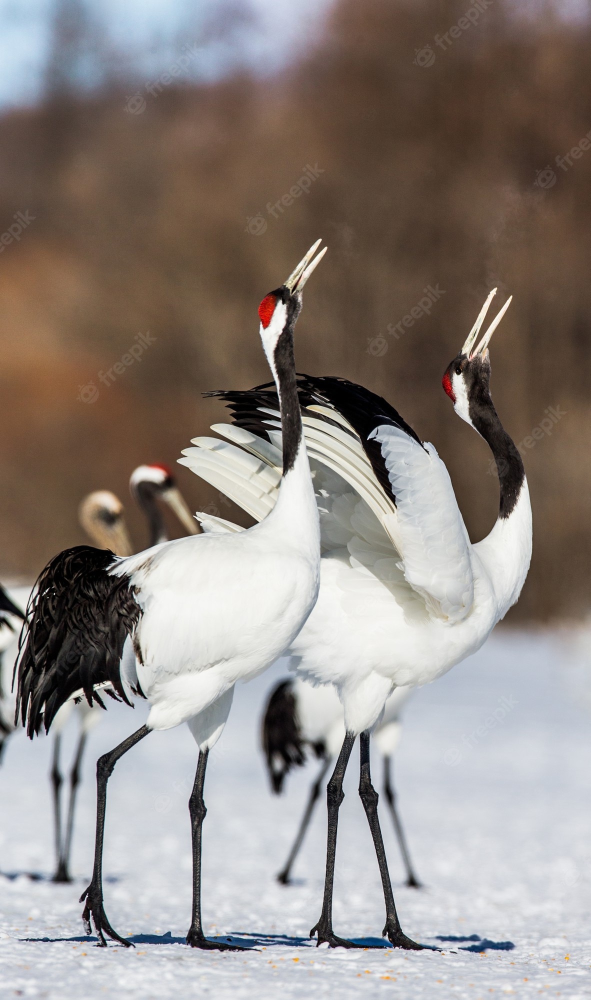 Red-Crowned Crane Wallpapers