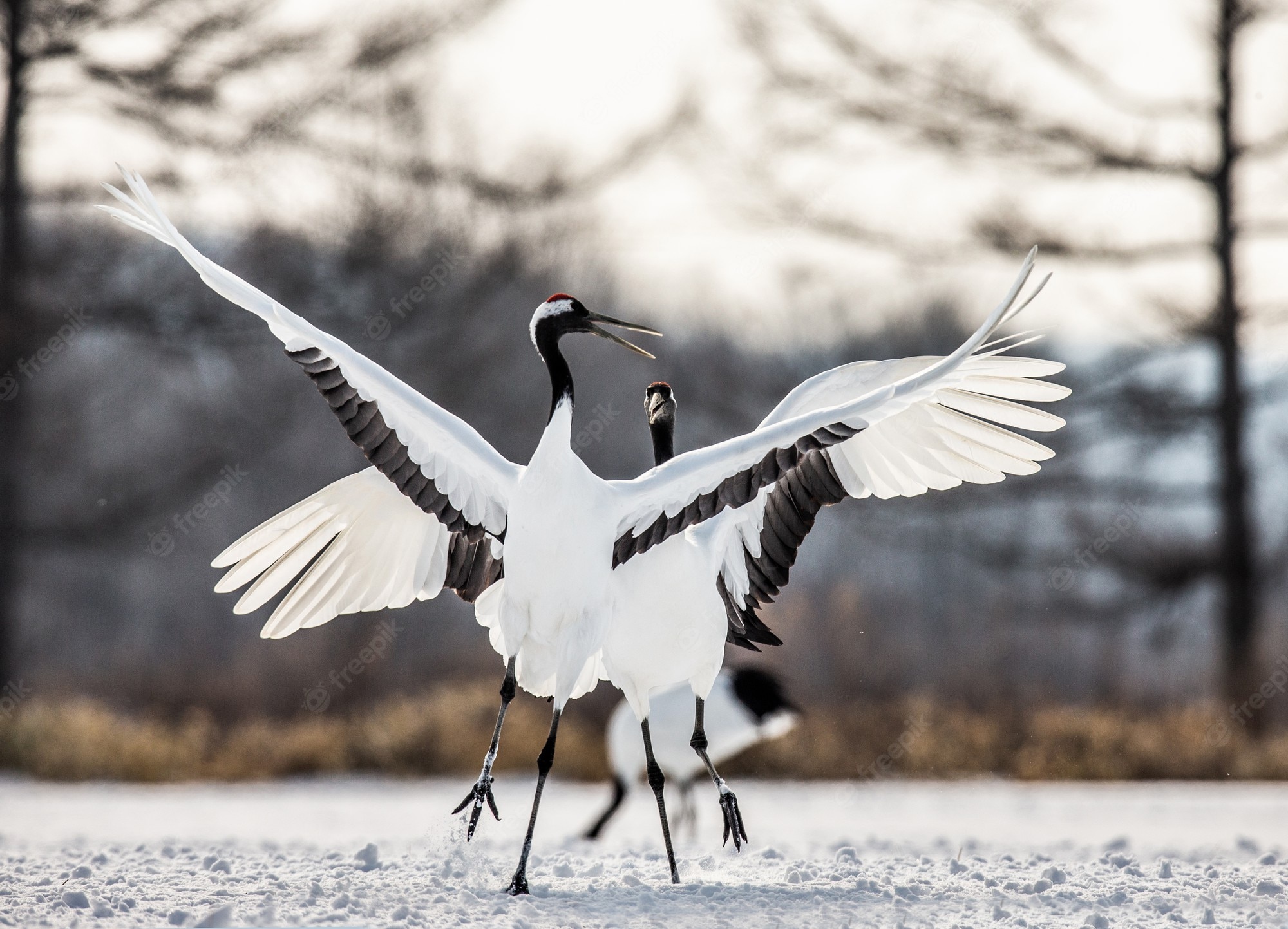 Red-Crowned Crane Wallpapers