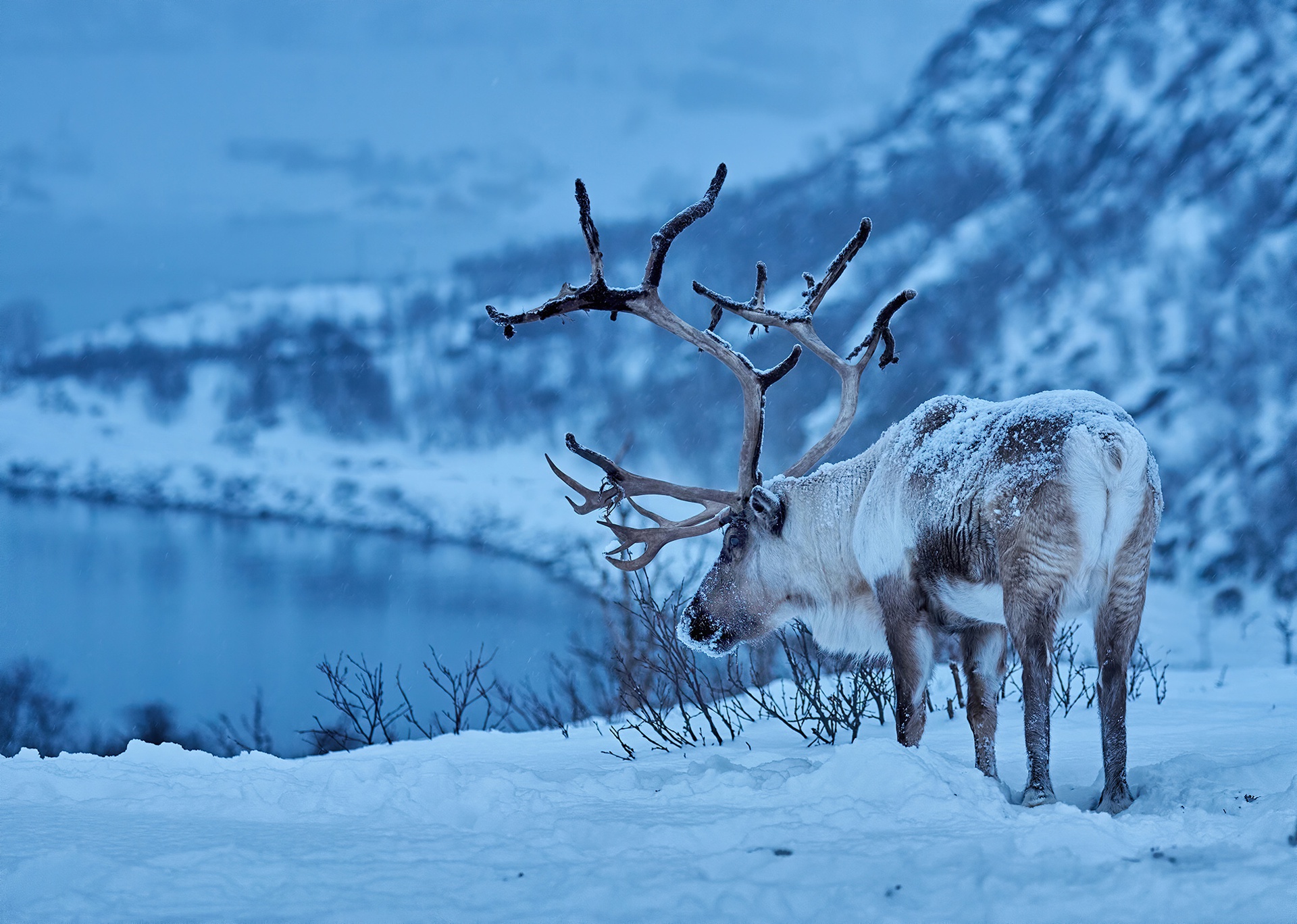 Reindeer Wallpapers