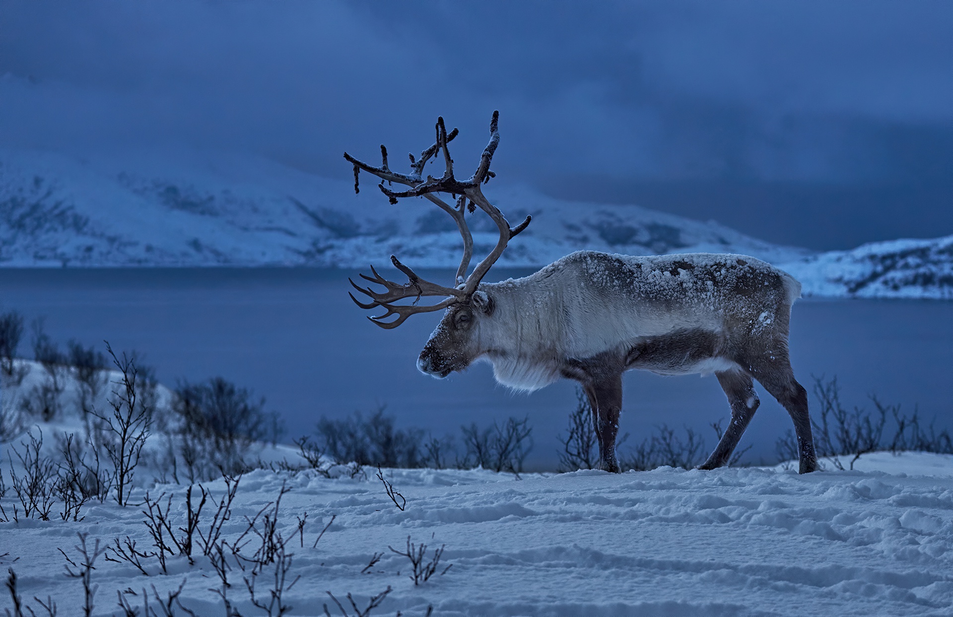 Reindeer Wallpapers