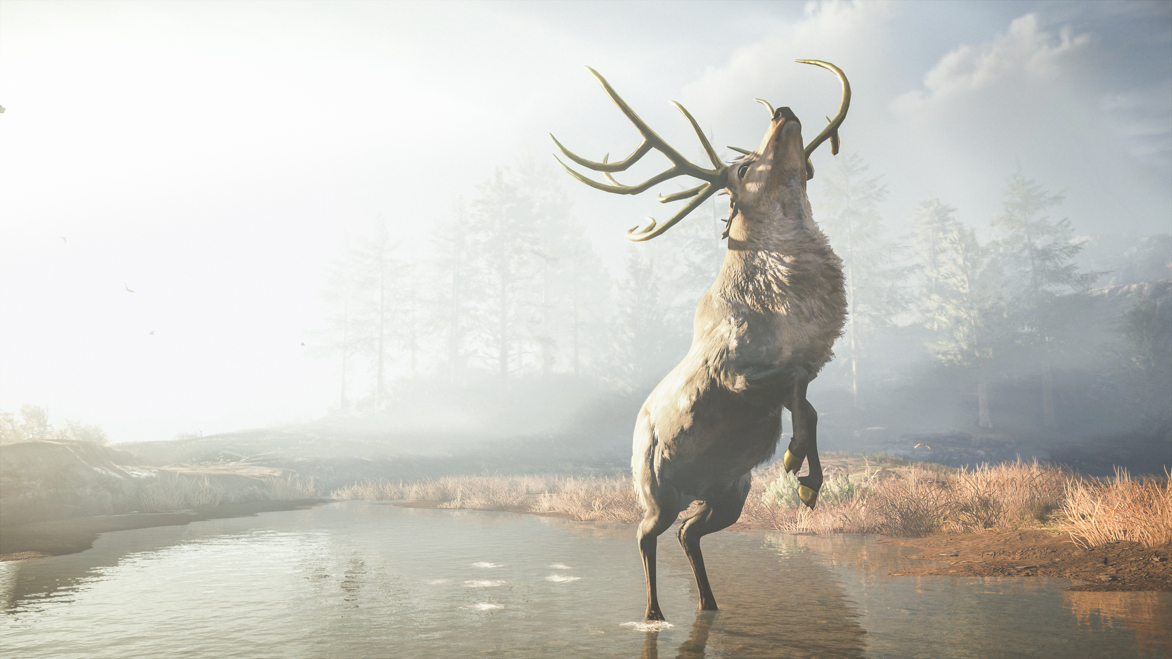 Reindeer Wallpapers