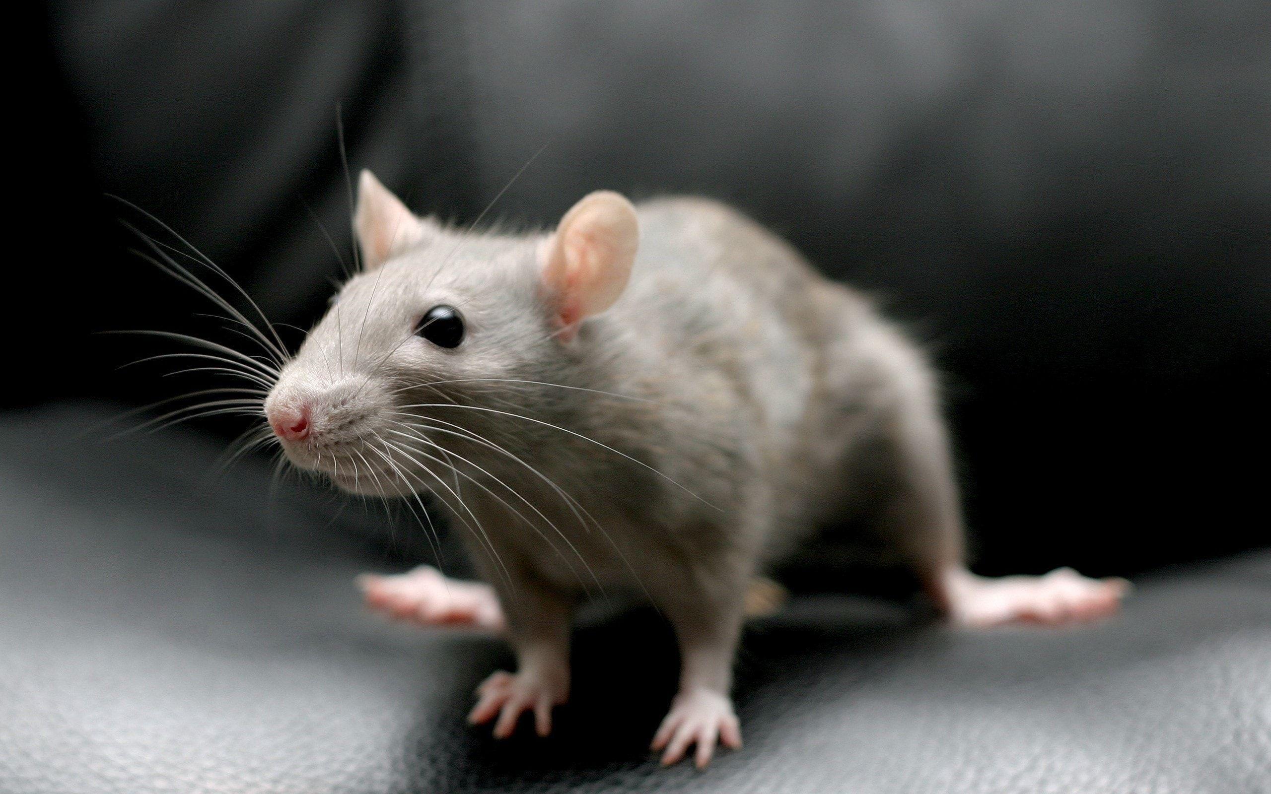 Rodent Wallpapers