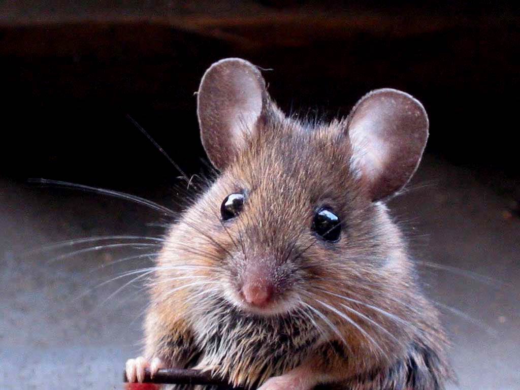 Rodent Wallpapers