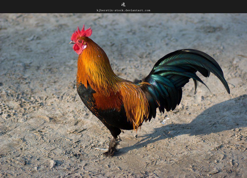 Rooster Wallpapers