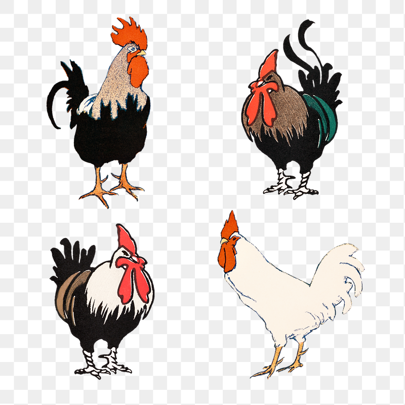 Rooster Wallpapers