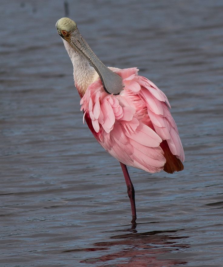 Roseate Spoonbill Wallpapers