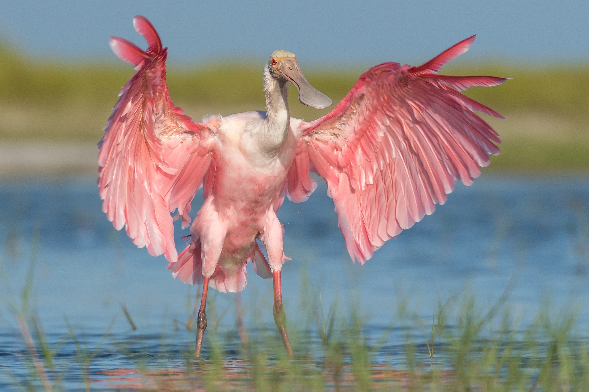 Roseate Spoonbill Wallpapers