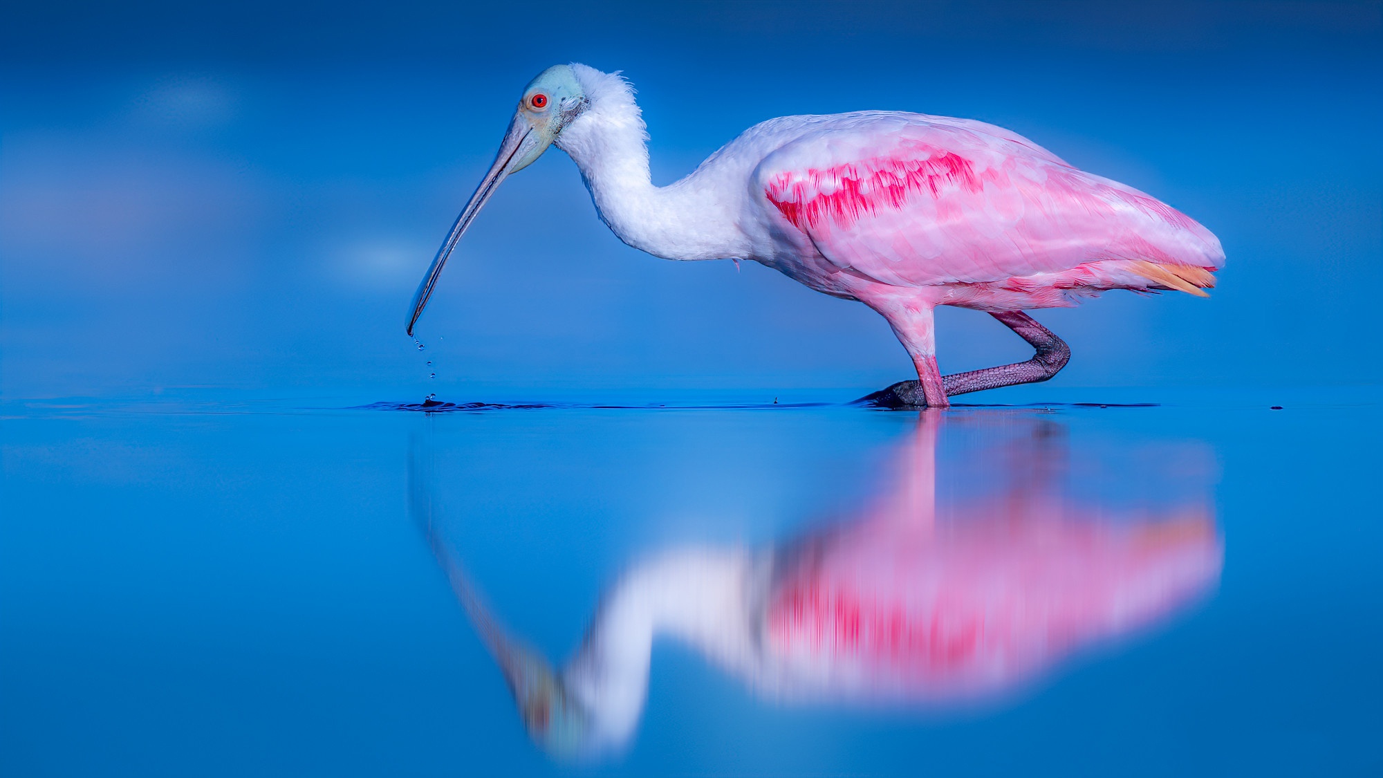 Roseate Spoonbill Wallpapers