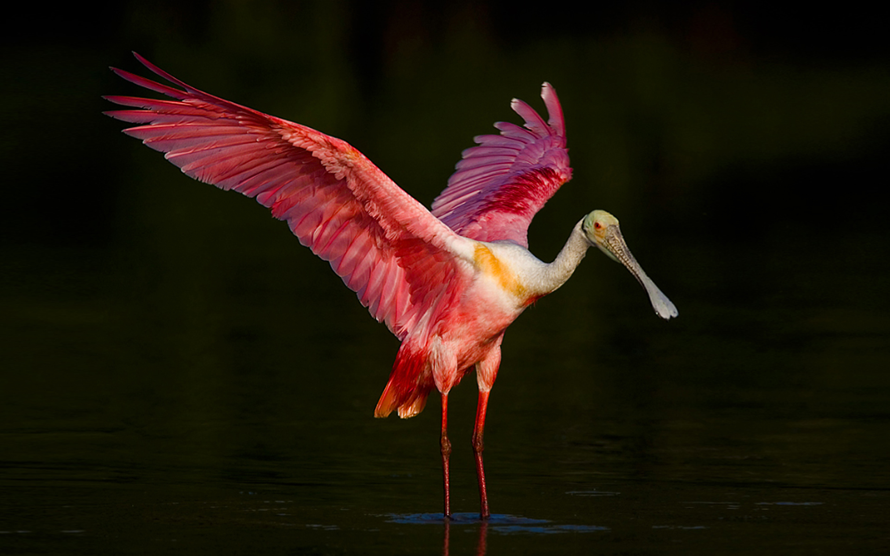 Roseate Spoonbill Wallpapers