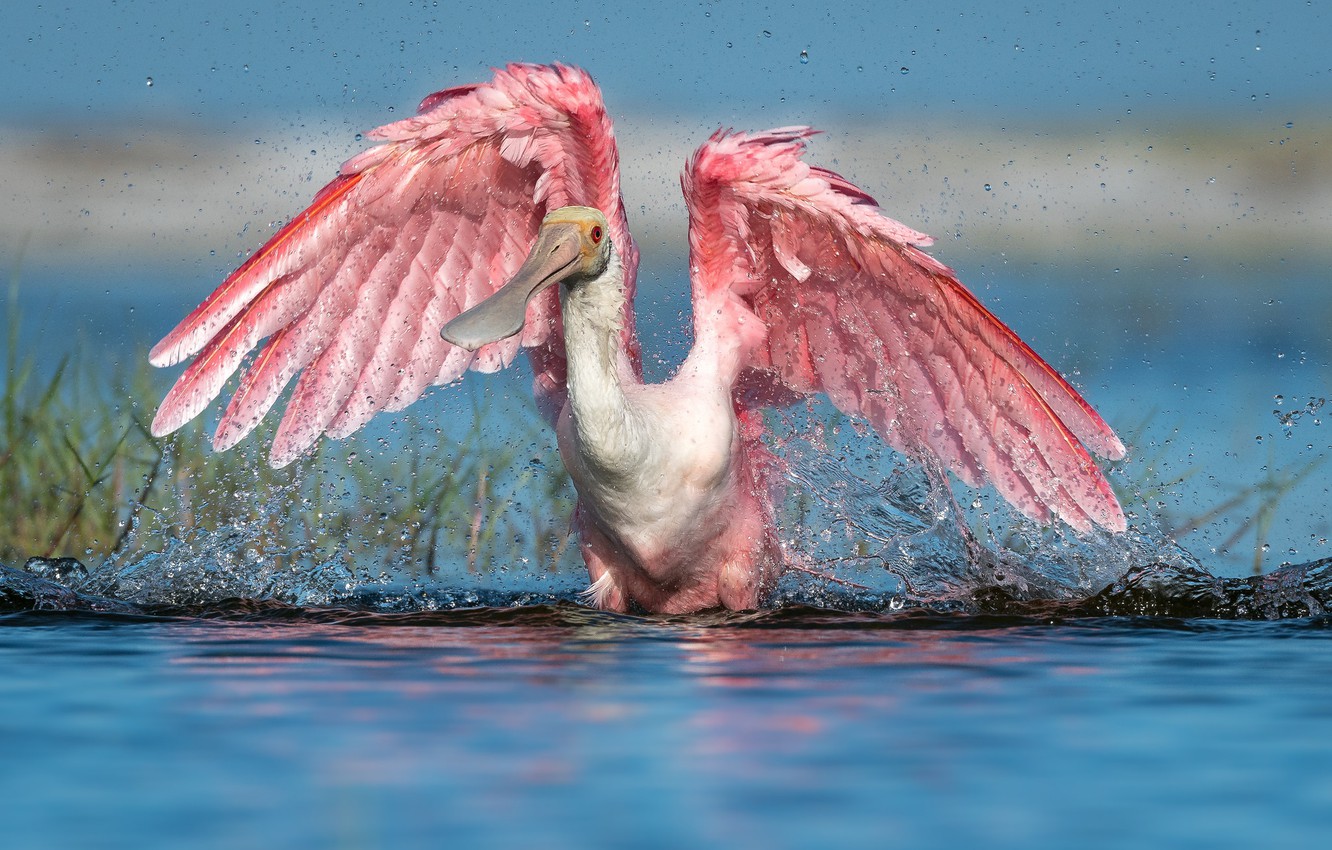 Roseate Spoonbill Wallpapers