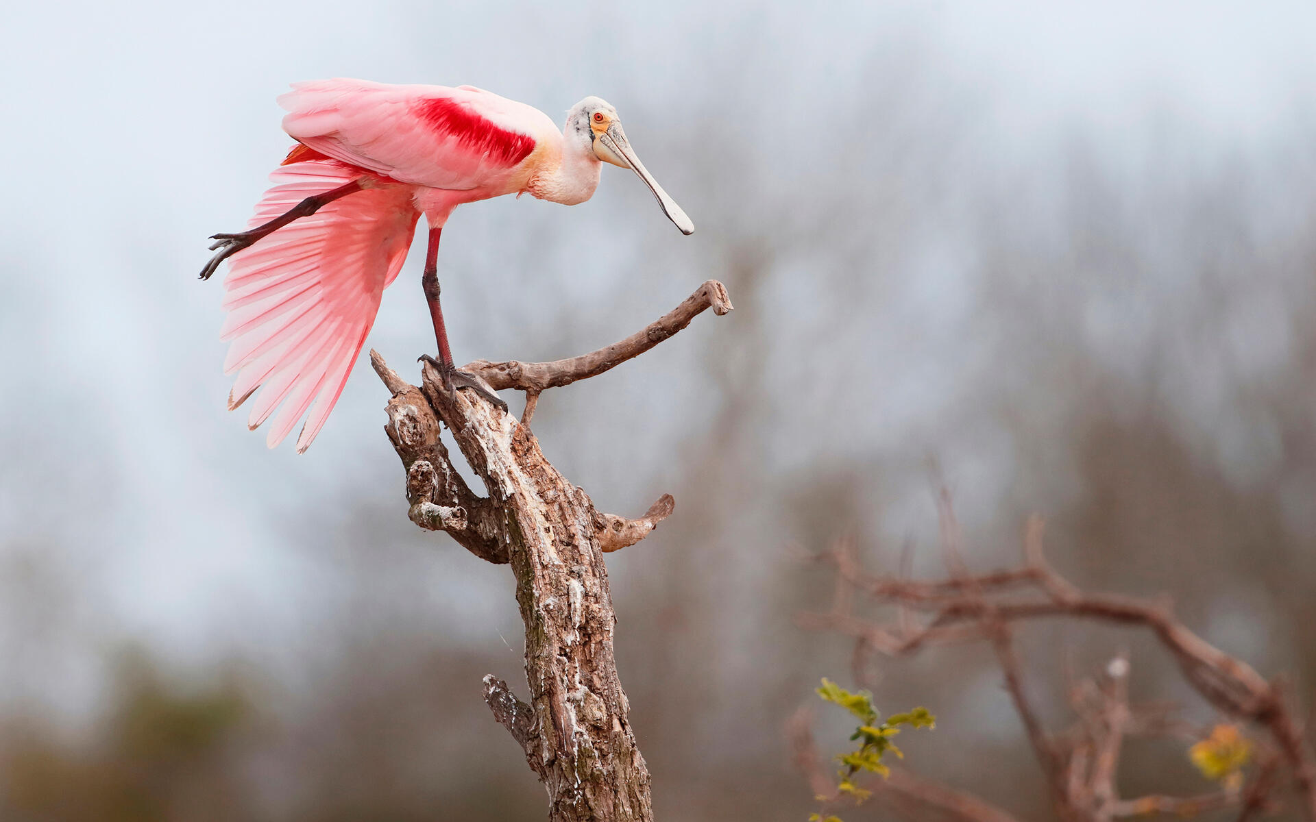 Roseate Spoonbill Wallpapers