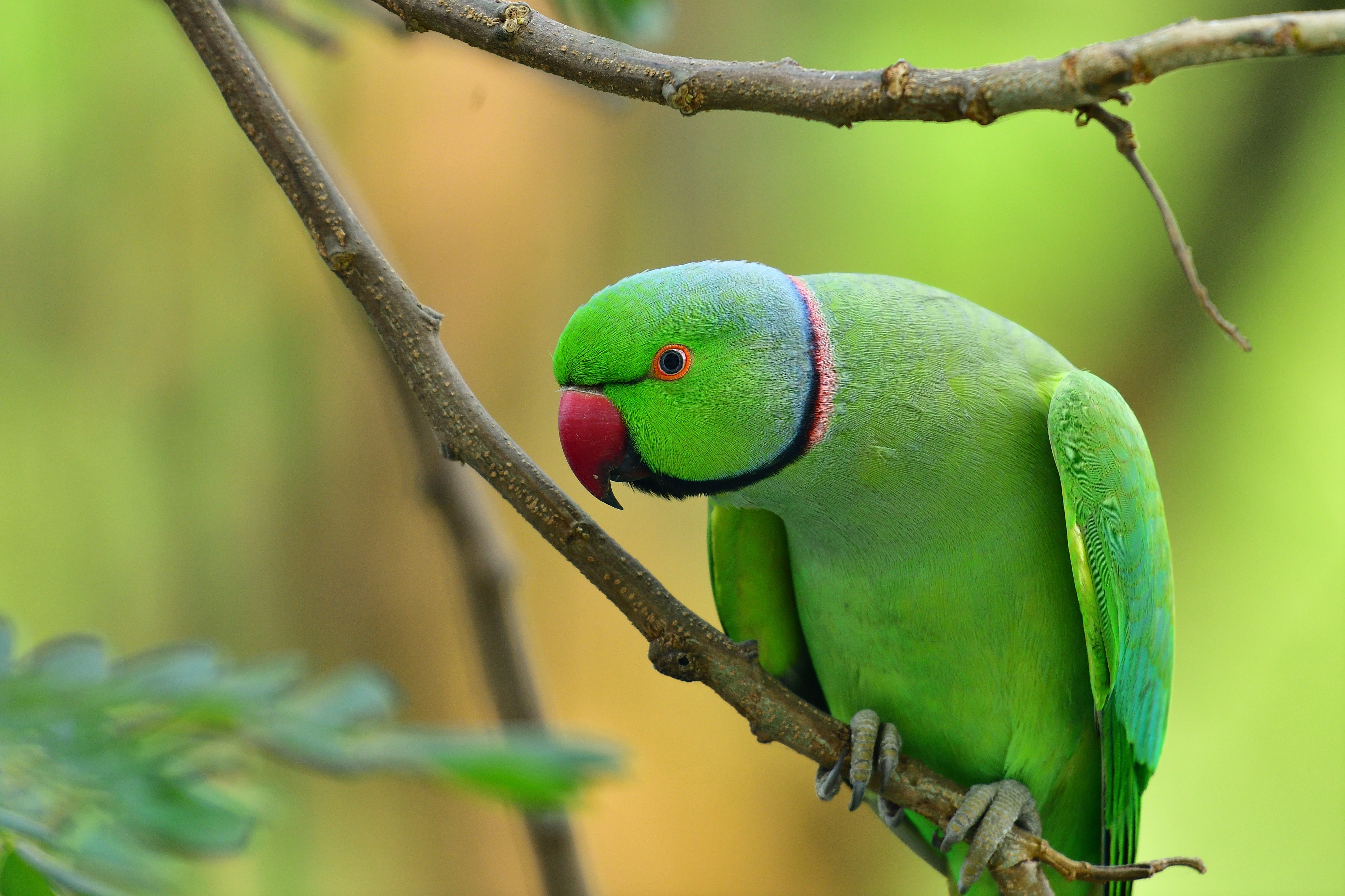 Rose-Ringed Parakeet Wallpapers