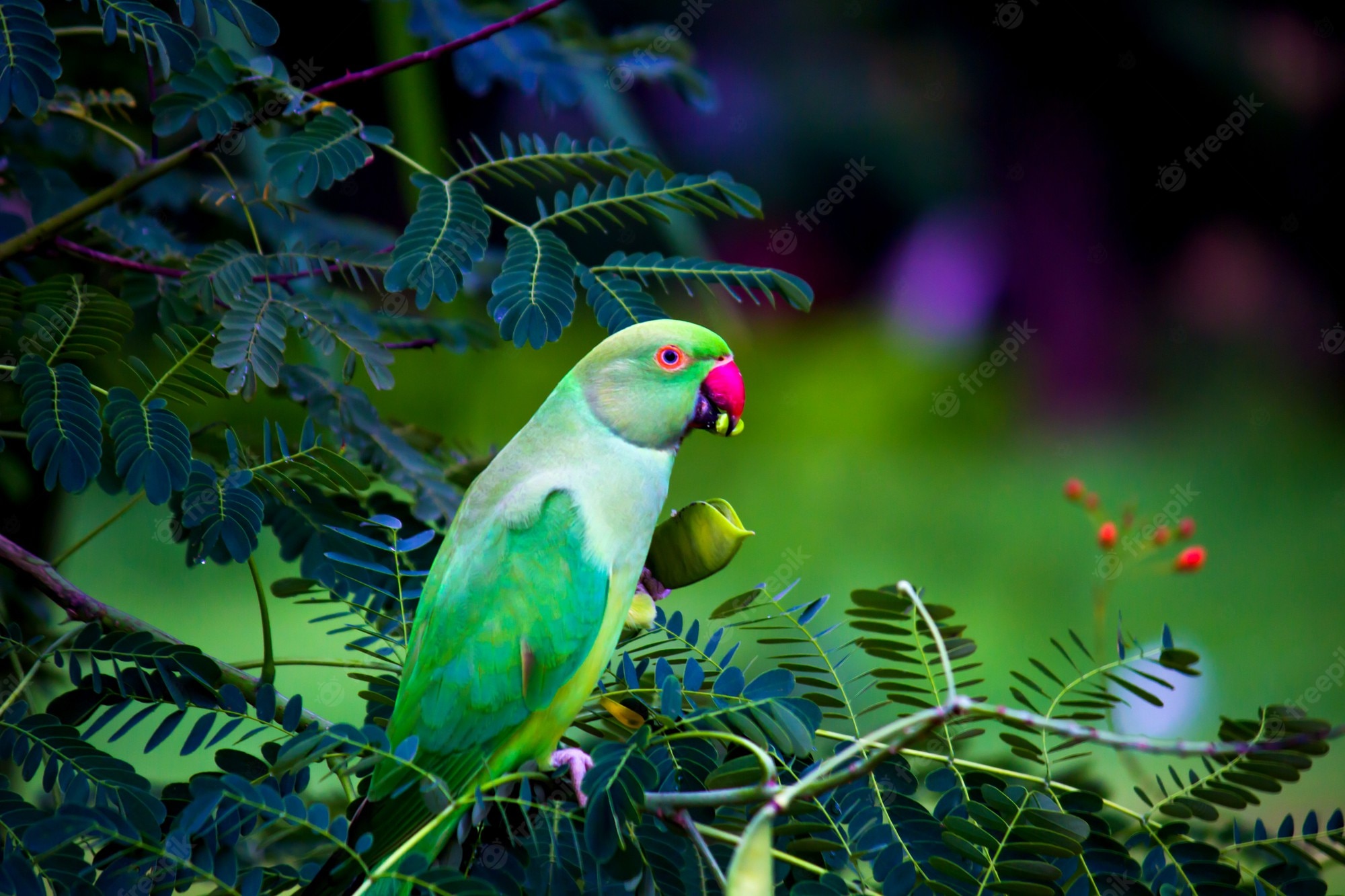 Rose-Ringed Parakeet Wallpapers