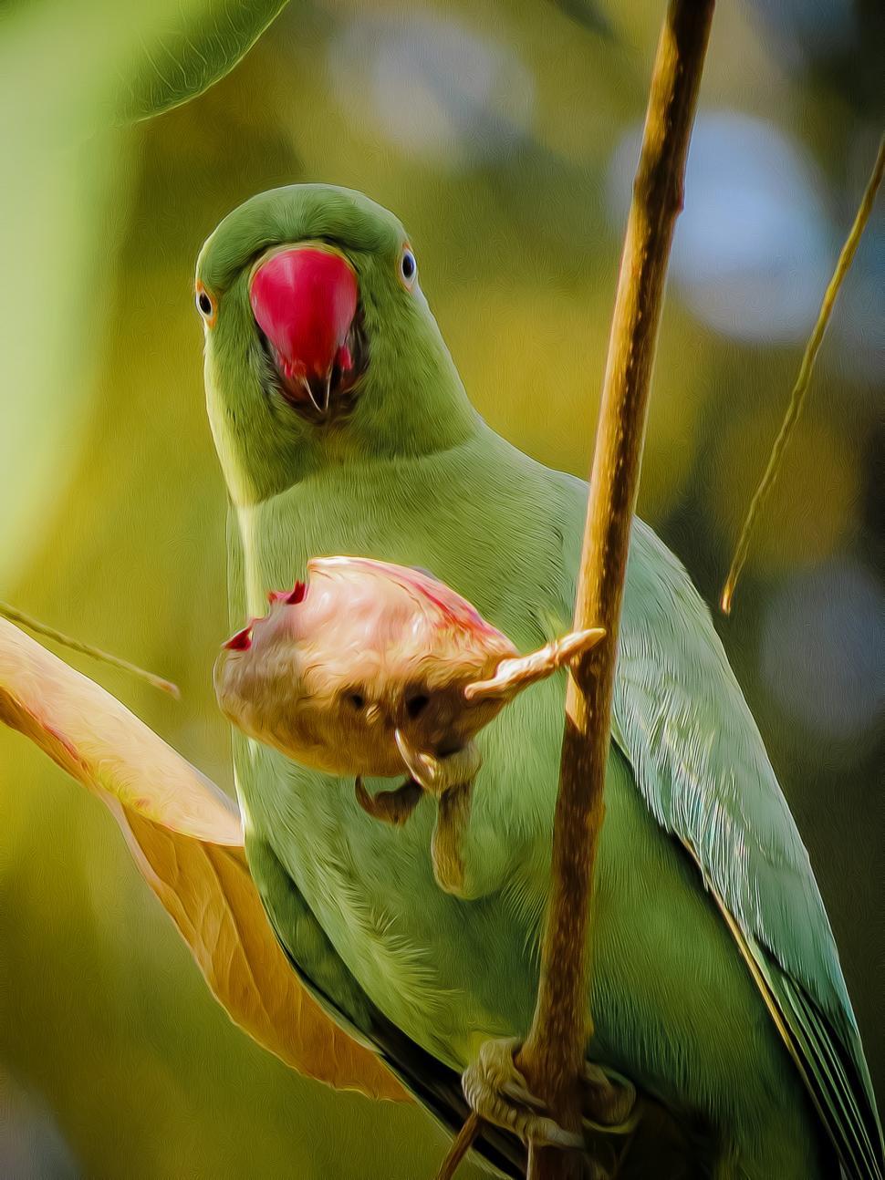 Rose-Ringed Parakeet Wallpapers