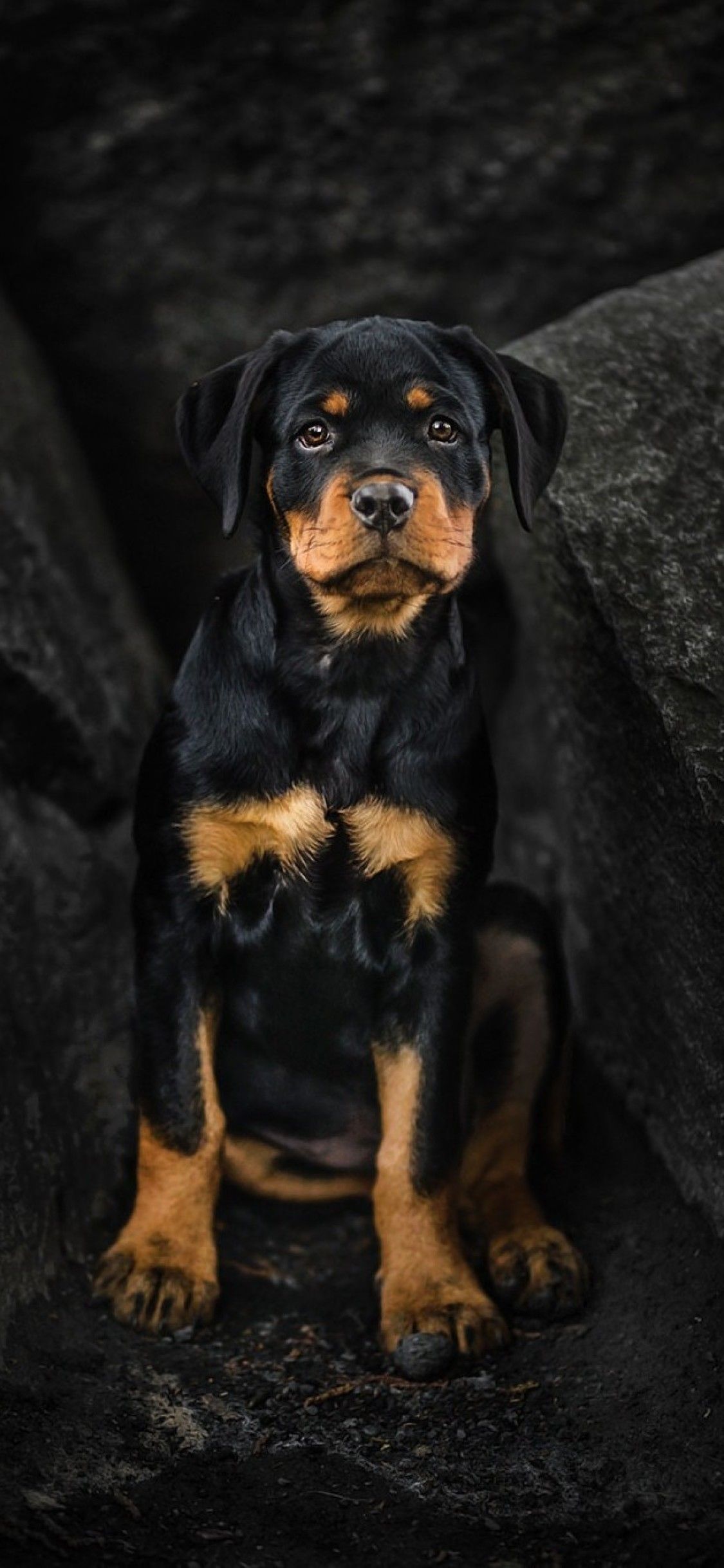 Rottweiler Wallpapers