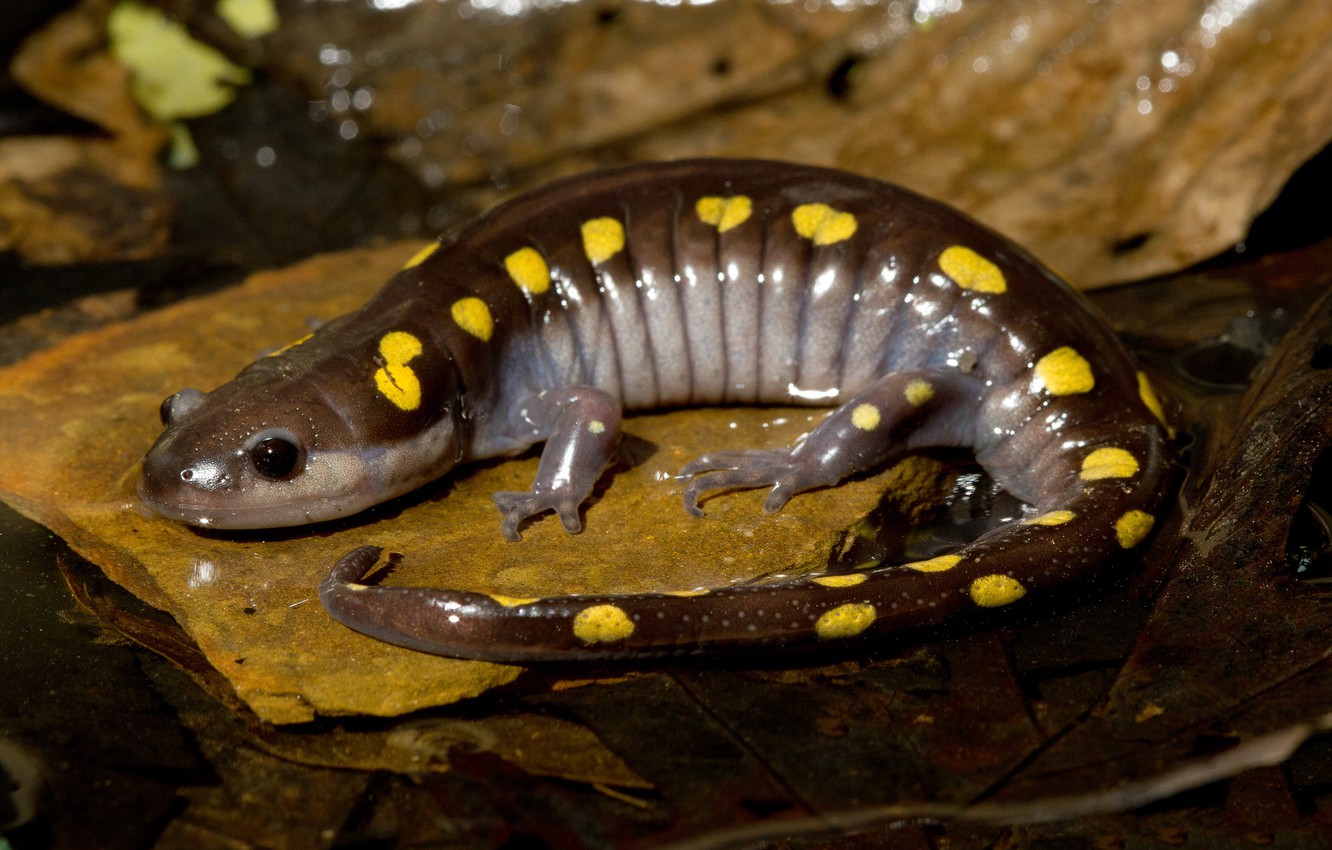 Salamander Wallpapers