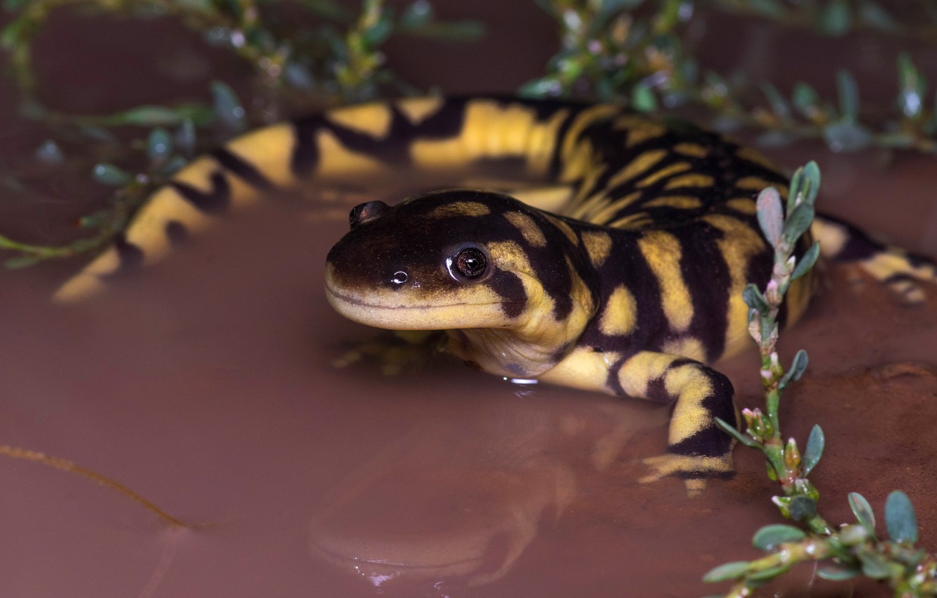 Salamander Wallpapers