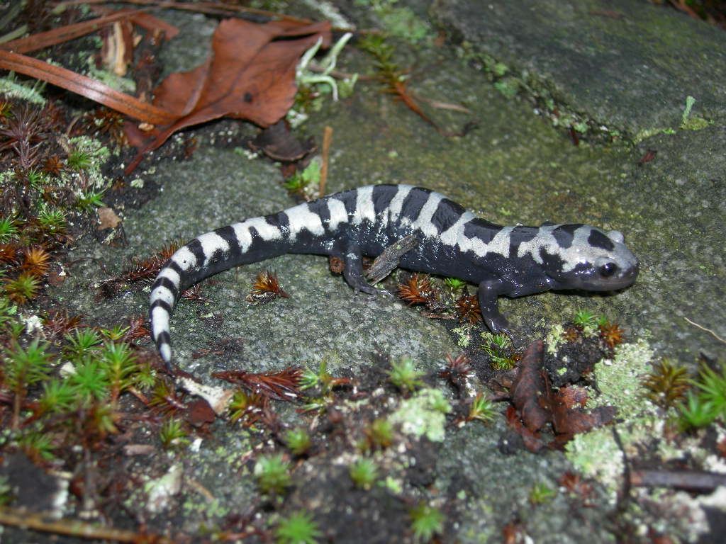 Salamander Wallpapers