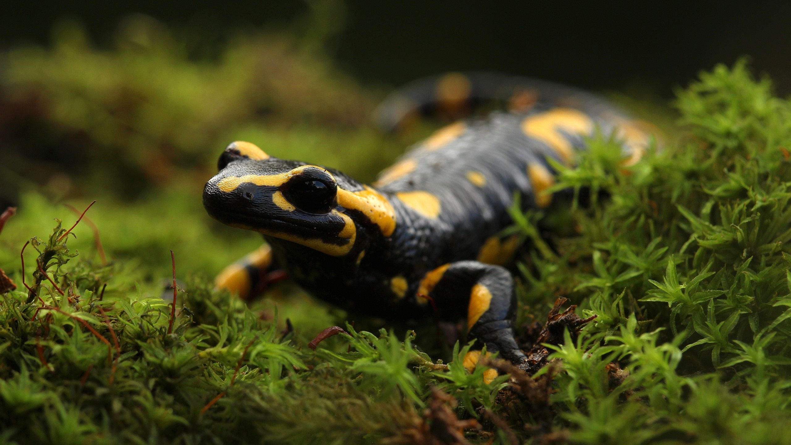 Salamander Wallpapers